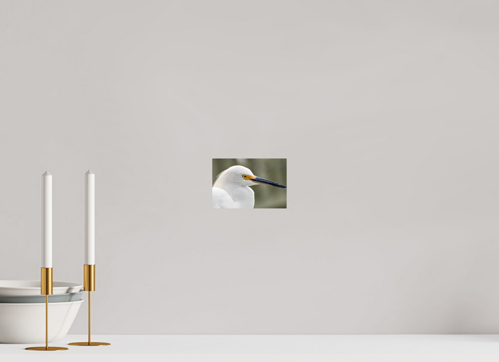 6 x 4″, Photo Print On Fuji Crystal DP II The White Plume: Snowy Egret Portrait