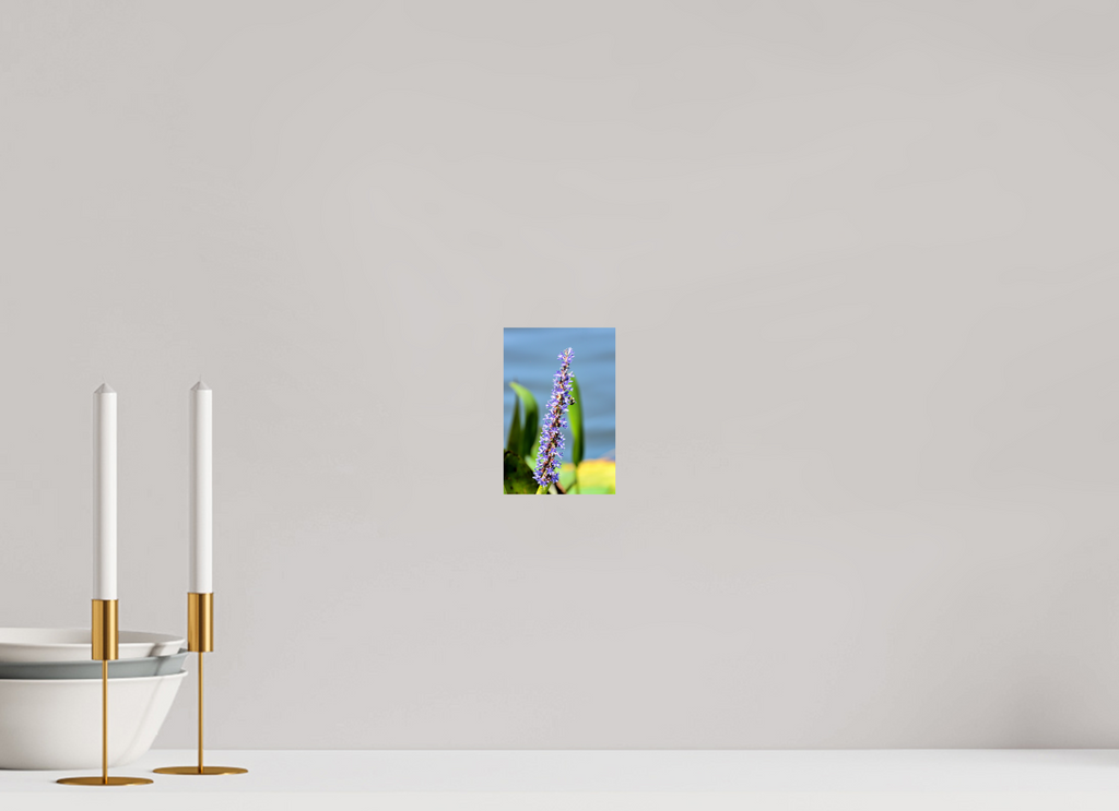 4 x 6″, Photo Print On Fuji Crystal DP II Bloom & Buzz