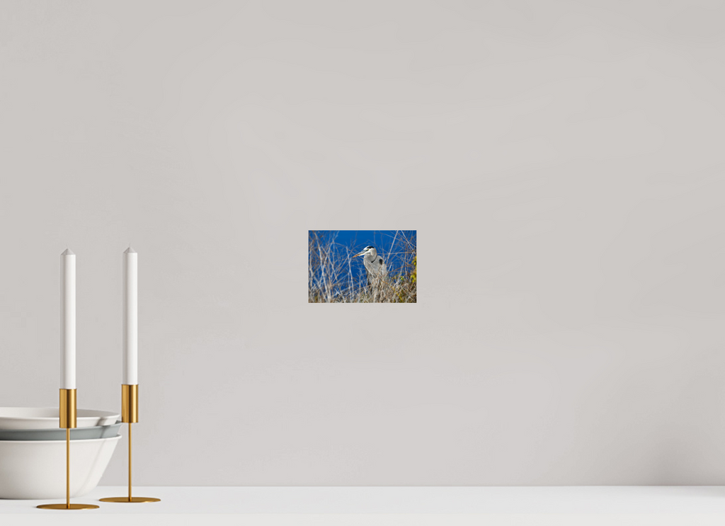 6 x 4″, Photo Print On Fuji Crystal DP II Hidden Majesty: Great Blue Heron