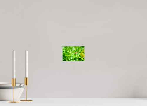 6 x 4″, Photo Print On Fuji Crystal DP II Female Scarlet Skimmer