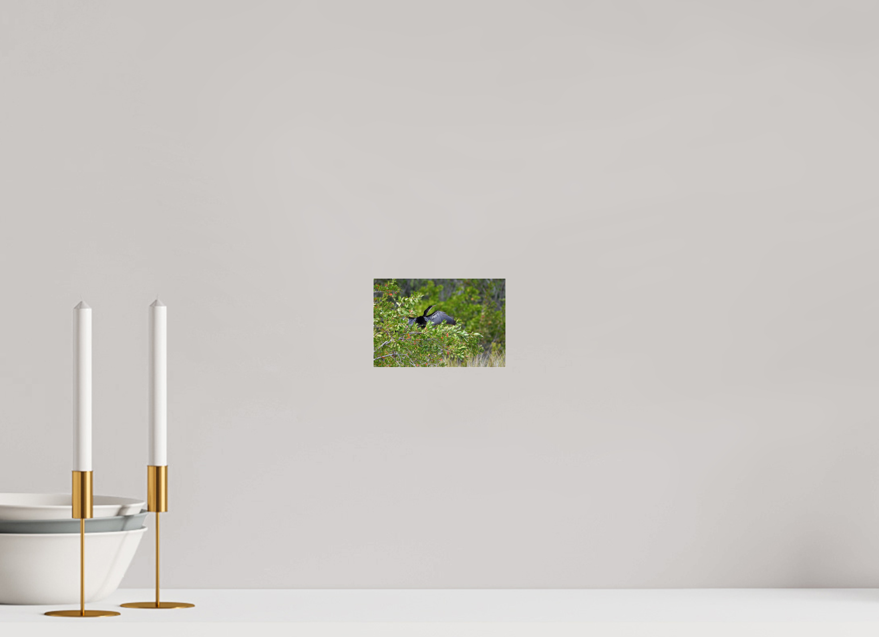 6 x 4″, Metallic Photo Print Under Acrylic Glass Florida Anhinga Sunning