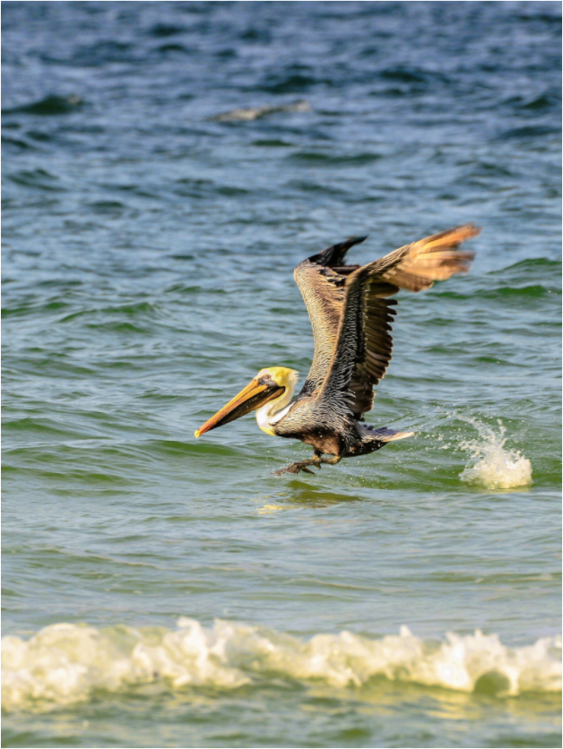 Main image Pelican in Flight