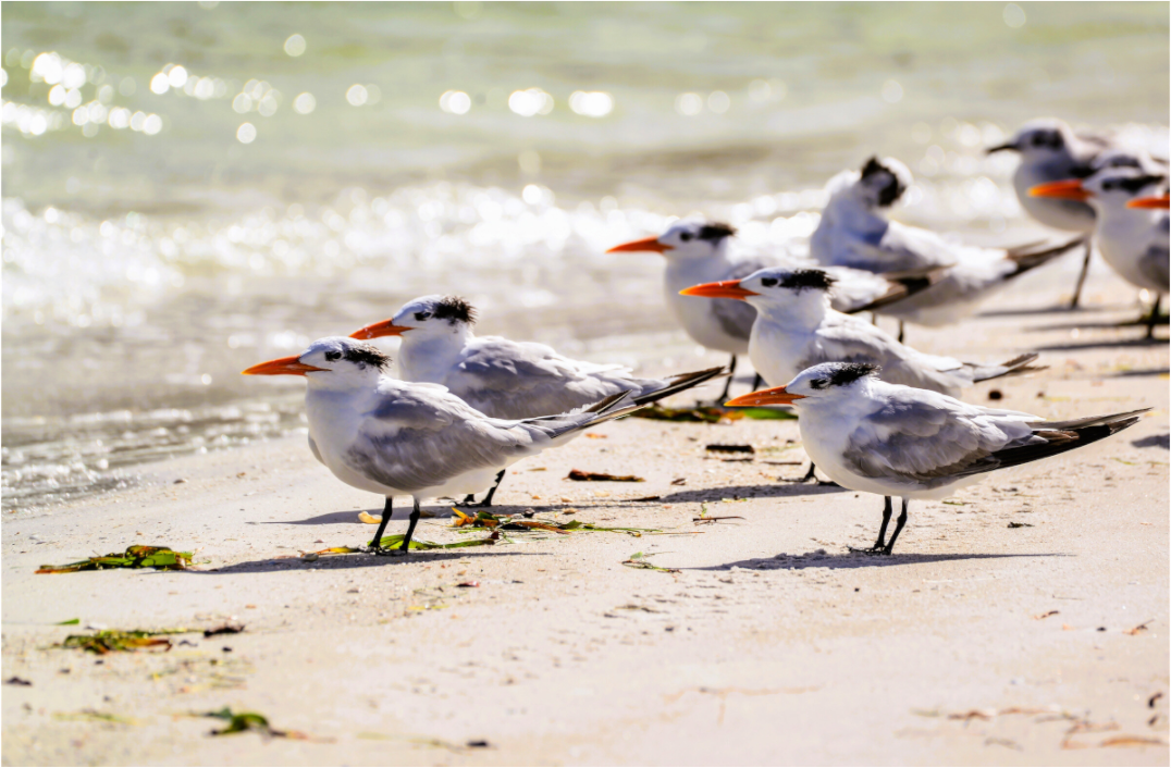 Main image Royal Gathering