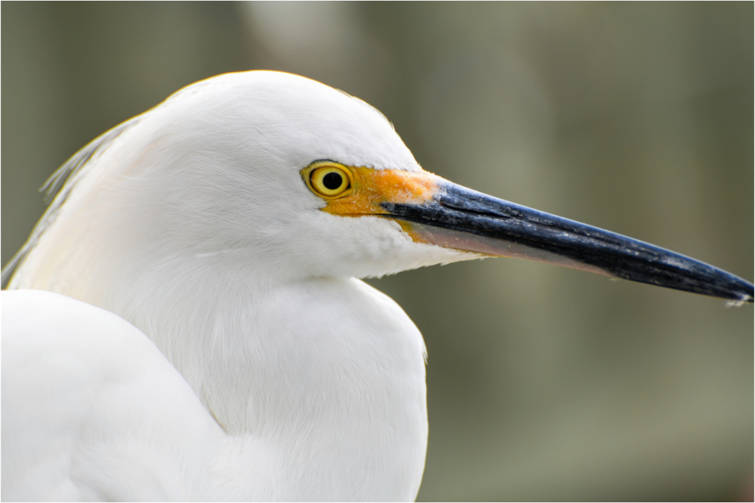 Main image The White Plume: Snowy Egret Portrait