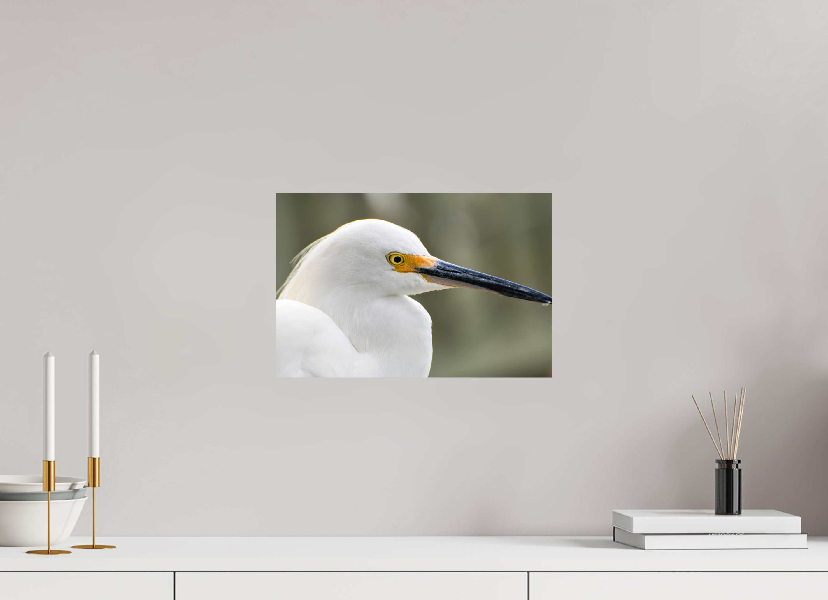 15 x 10″, Photo Print On Fuji Crystal DP II The White Plume: Snowy Egret Portrait