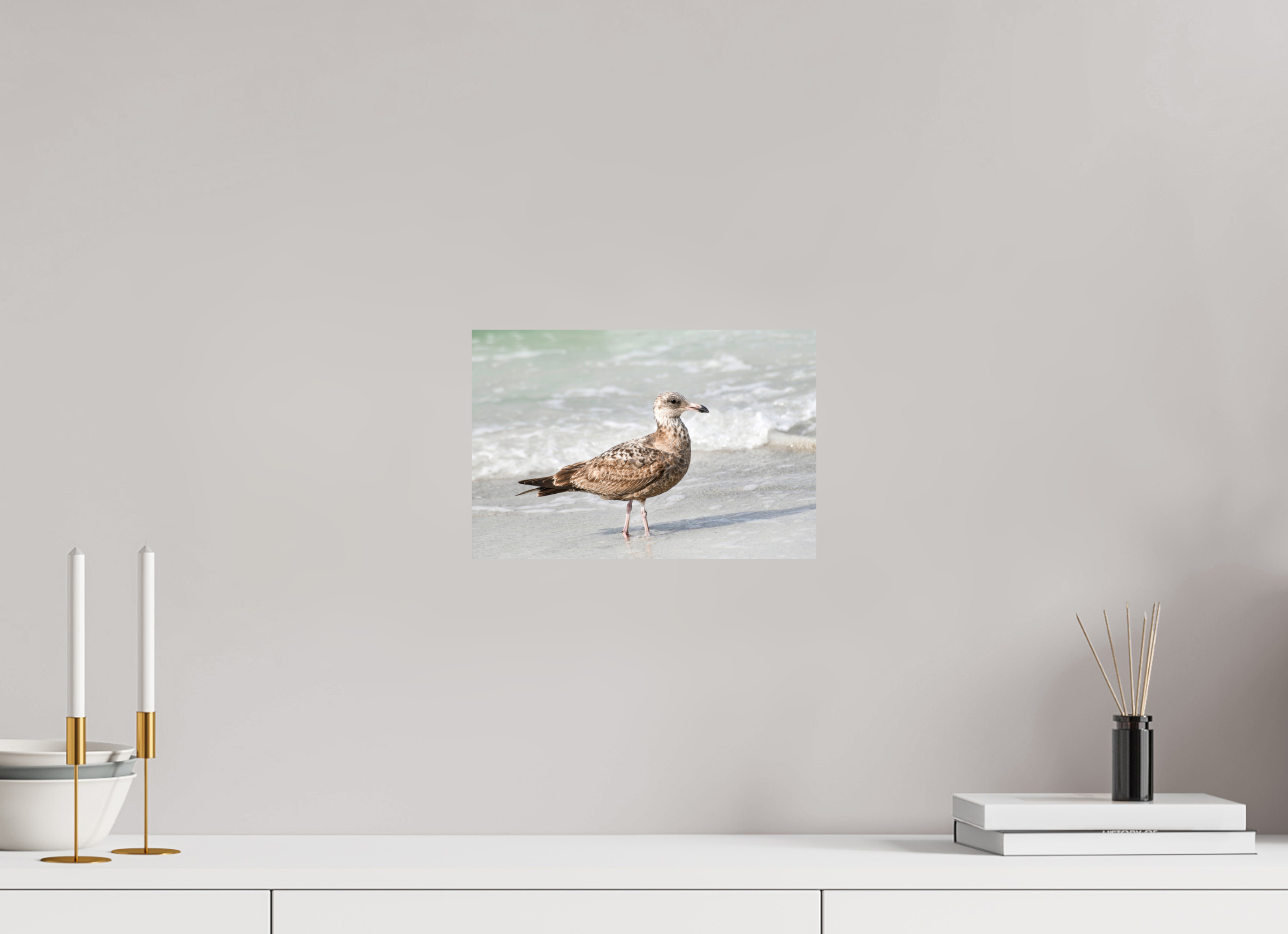 12 x 8″, Photo Print On Fuji Crystal DP II The Young Explorer: Immature American Herring Gull