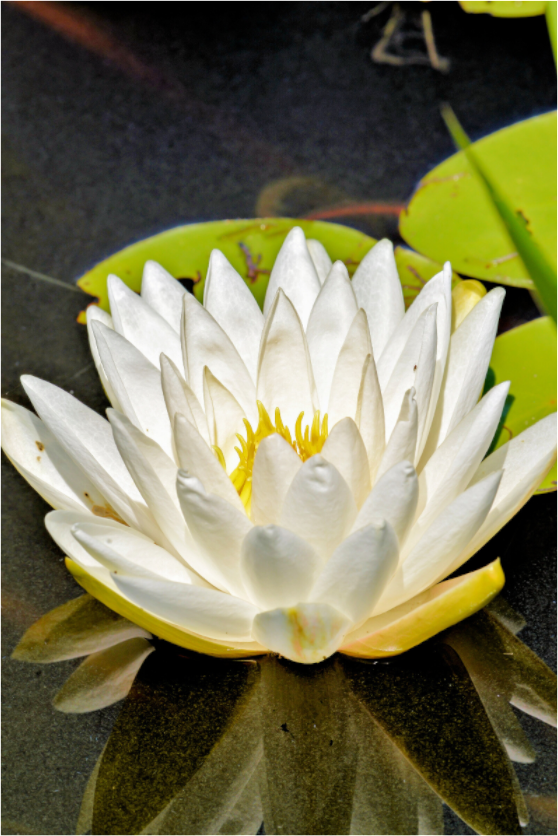 Main image The White Water Lily
