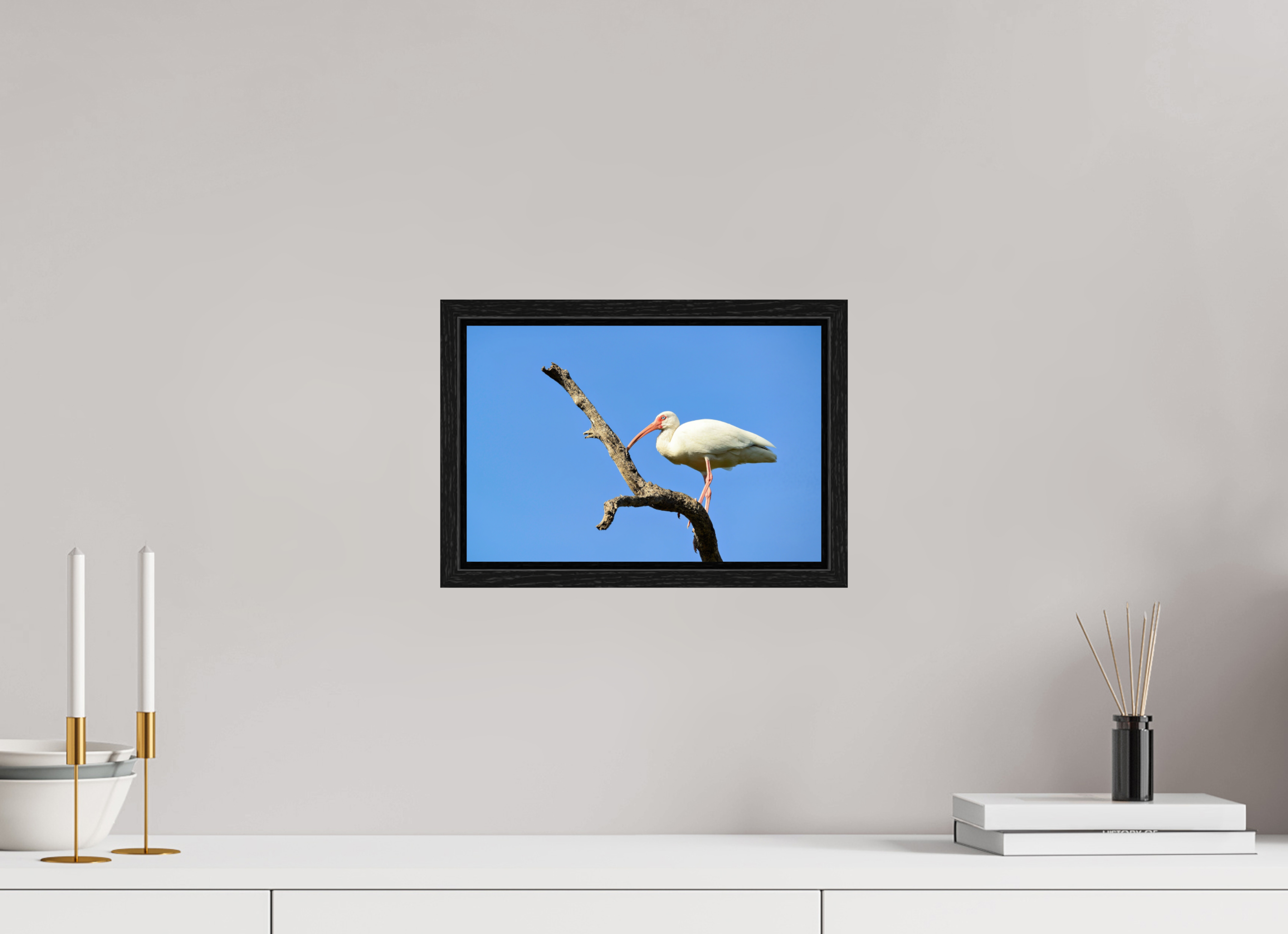 12 x 8″, Floater Frame, Basel 0.6", Black Oak, Glossy Acrylic Glass Azure Solitude: The American White Ibis