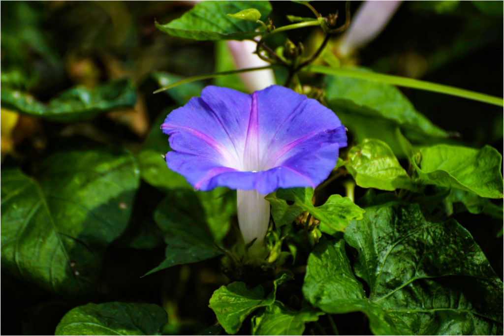 Main image Heavenly Blue Morning Glory