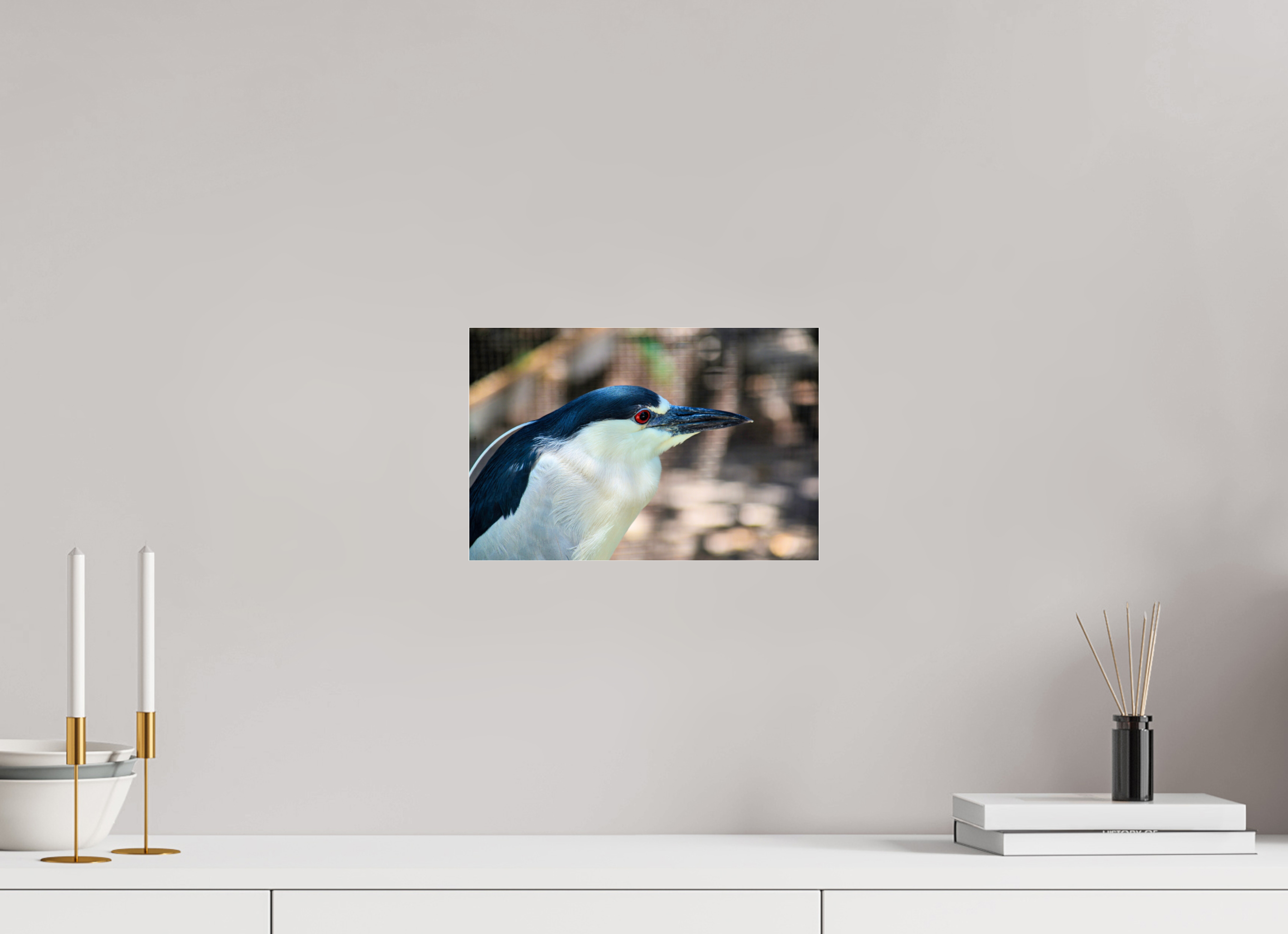 12 x 8″, Photo Print Fuji Crystal Archive Under Acrylic Glass Black-crowned Night Heron