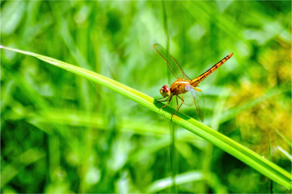 Main image Female Scarlet Skimmer