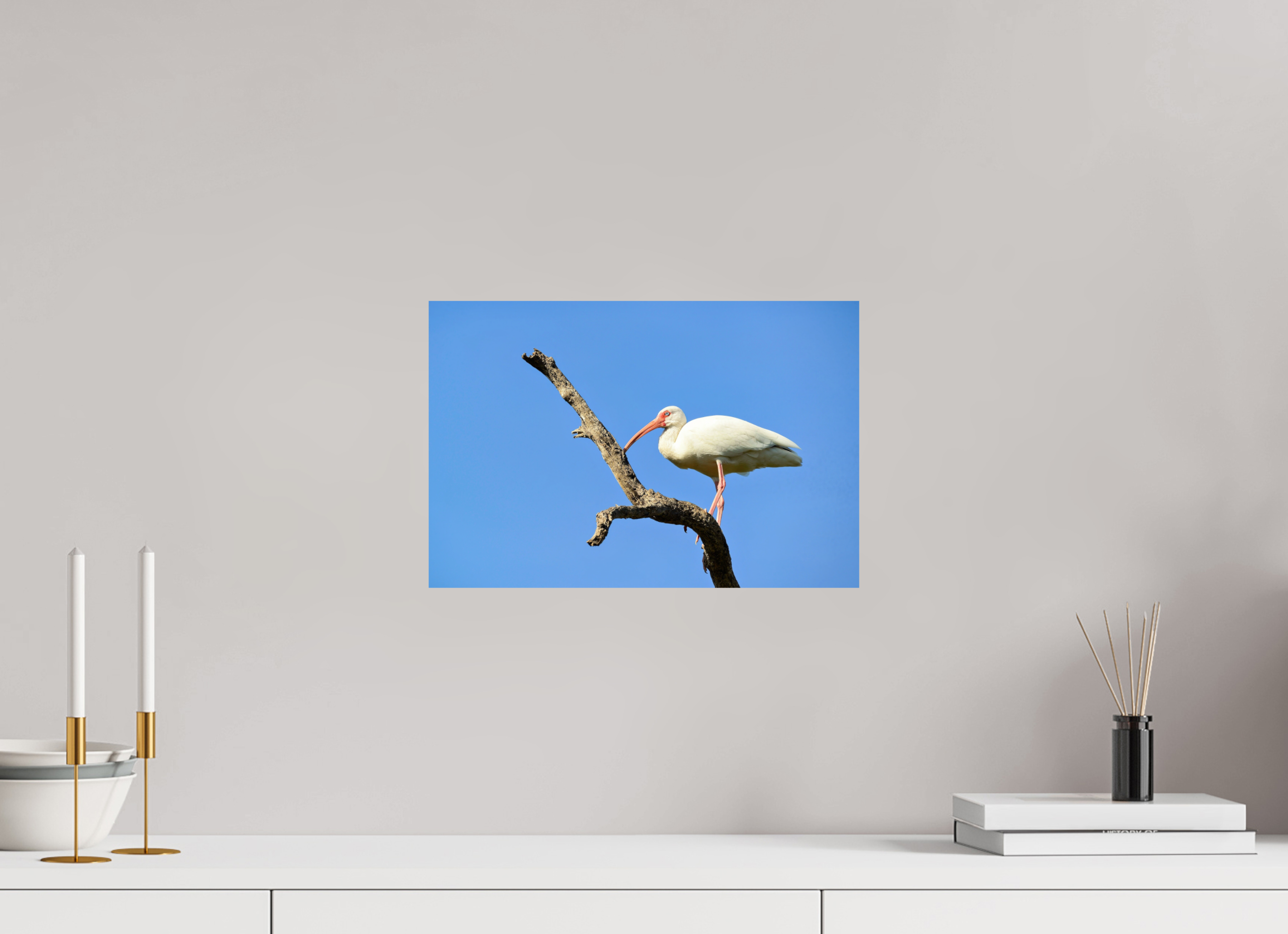15 x 10″, Photo Print On Fuji Crystal DP II Azure Solitude: The American White Ibis