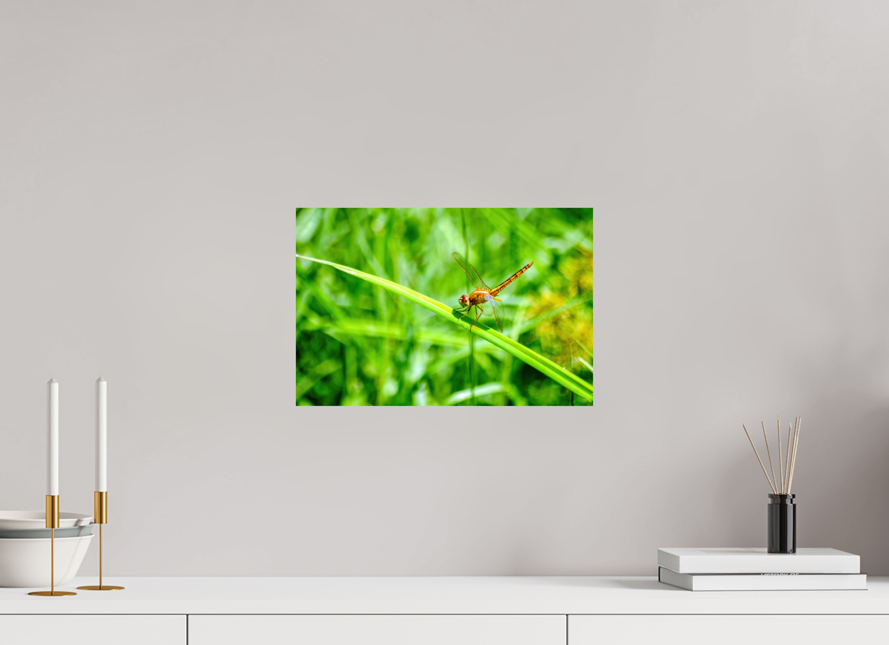 15 x 10″, Photo Print On Fuji Crystal DP II Female Scarlet Skimmer