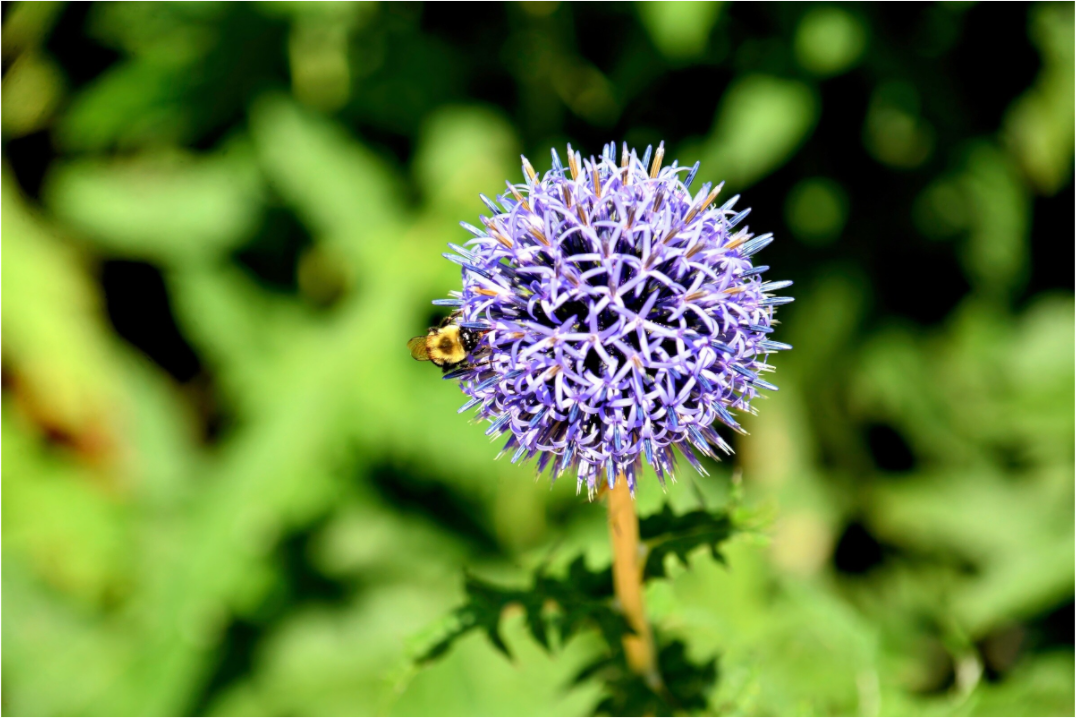 Main image The Bee & The Globe Thistle (Echinops)