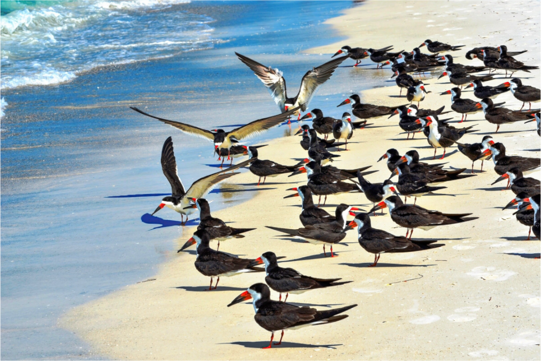 Main image Shoreline Social: Black Skimmer Colony