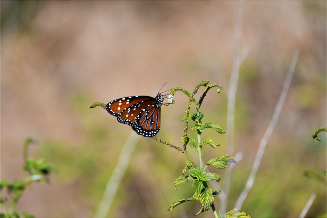 Main image Queen Butterfly