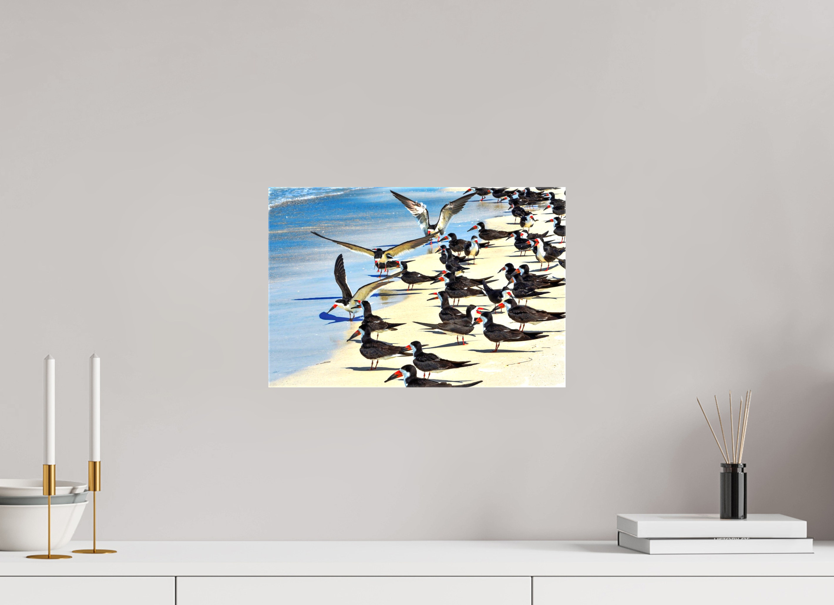 15 x 10″, Glossy Canvas on Stretcher Frame, 1,57" Wrapped Shoreline Social: Black Skimmer Colony