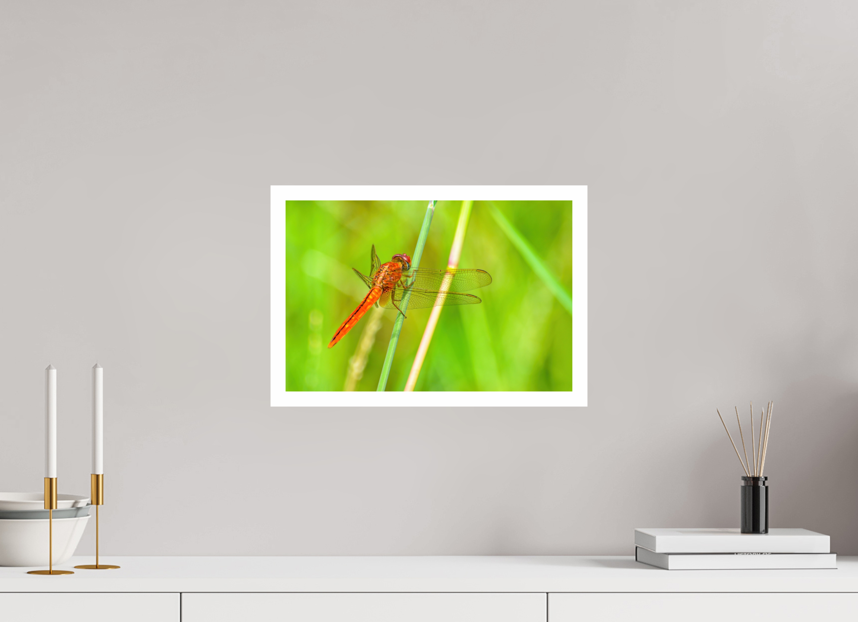 15 x 10″, Hahnemühle FineArt Pearl Print, .79" white border Resting Scarlet Skimmer