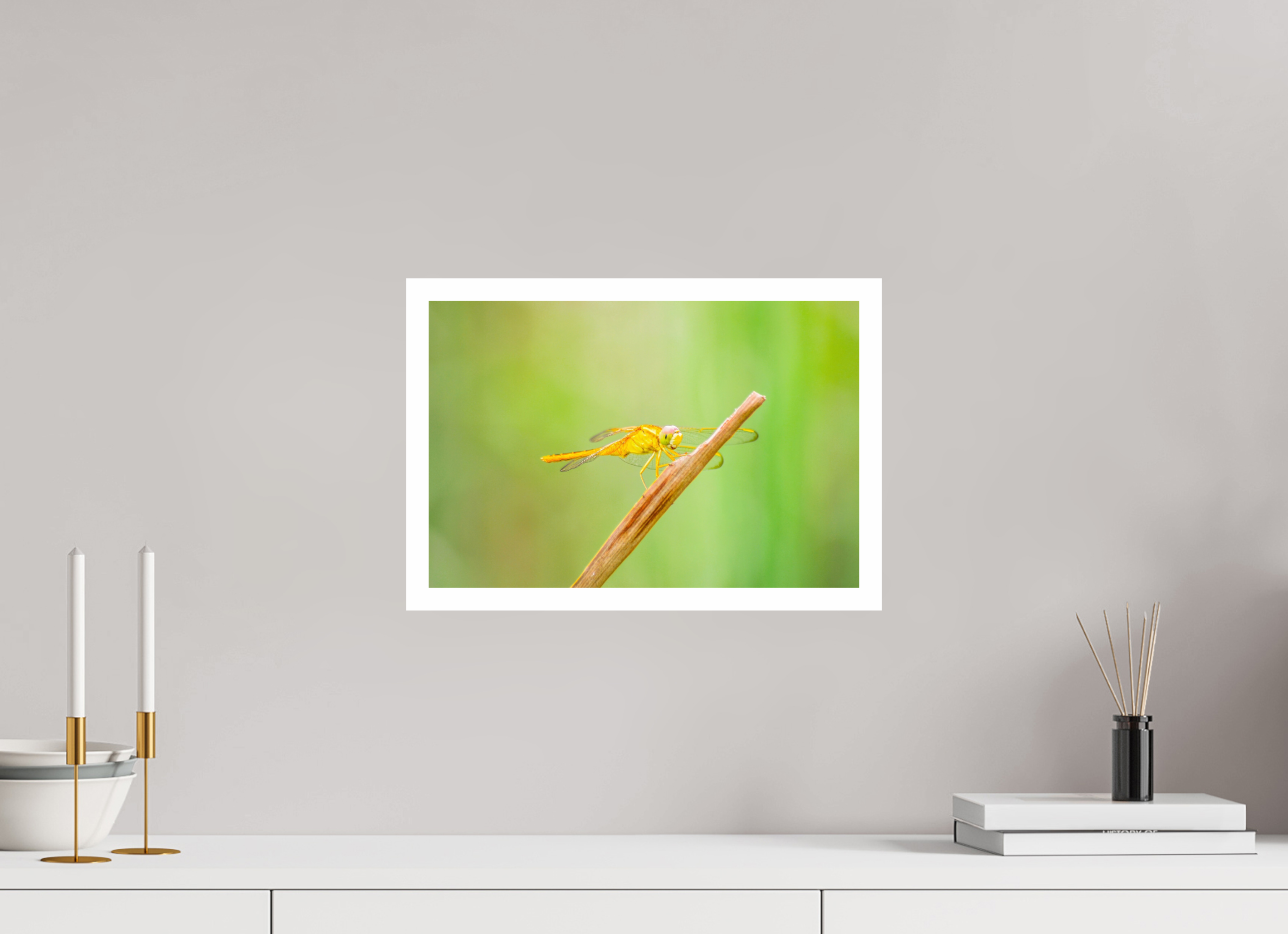 15 x 10″, Hahnemühle FineArt Pearl Print, .79" white border Sun-Drenched Golden Scarlet Skimmer