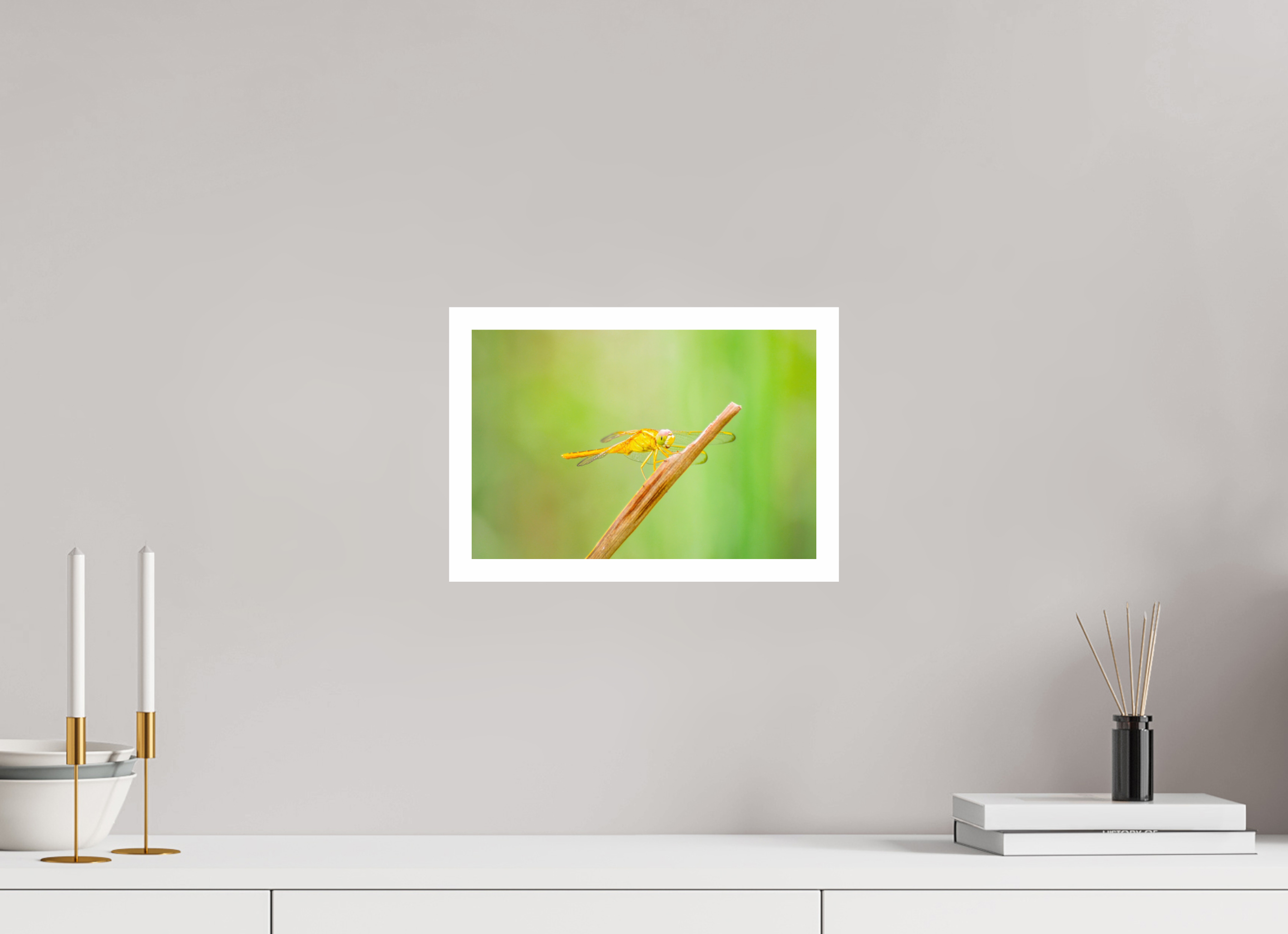 12 x 8″, Hahnemühle FineArt Pearl Print, .79" white border Sun-Drenched Golden Scarlet Skimmer