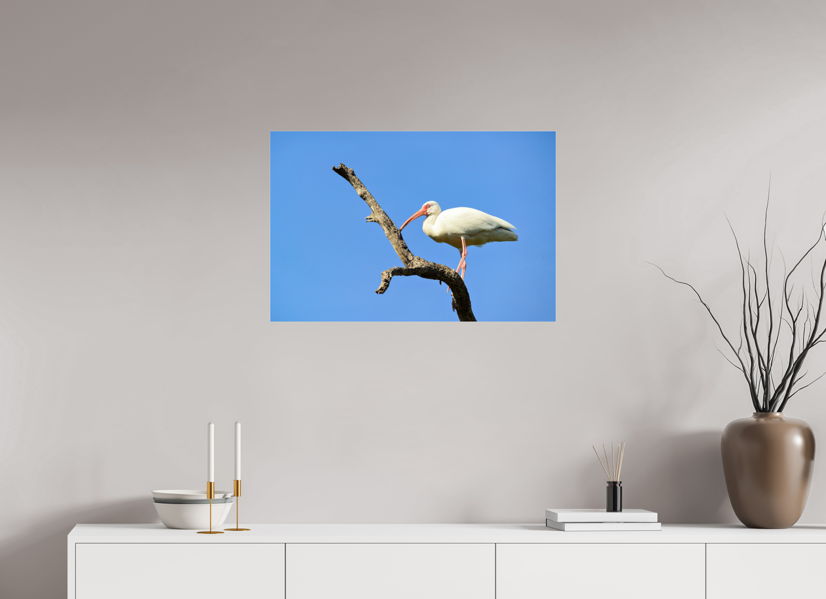 30 x 20″, Photo Print Fuji Crystal Archive Under Acrylic Glass Azure Solitude: The American White Ibis