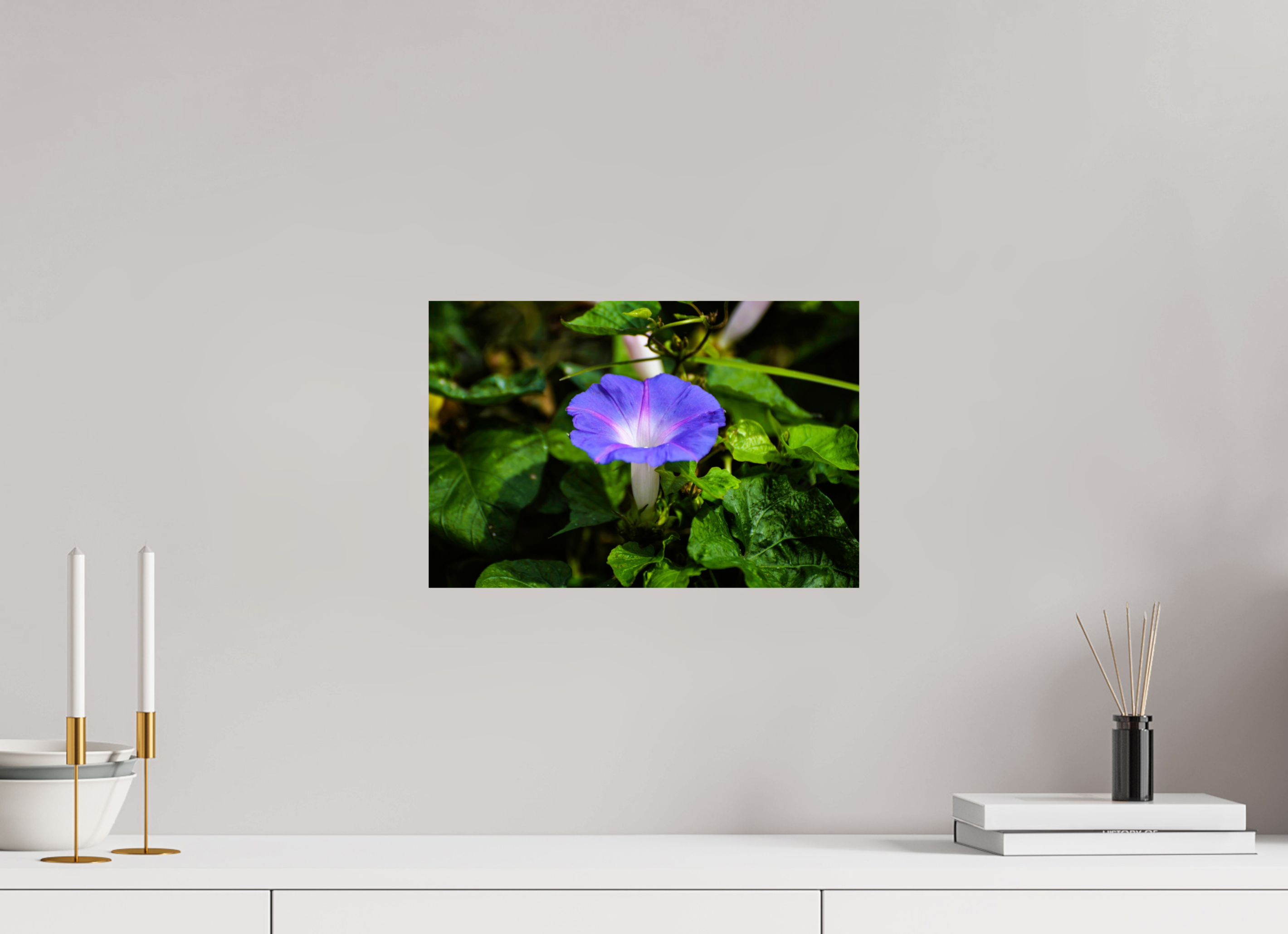 15 x 10″, Photo Print On Fuji Crystal DP II Heavenly Blue Morning Glory