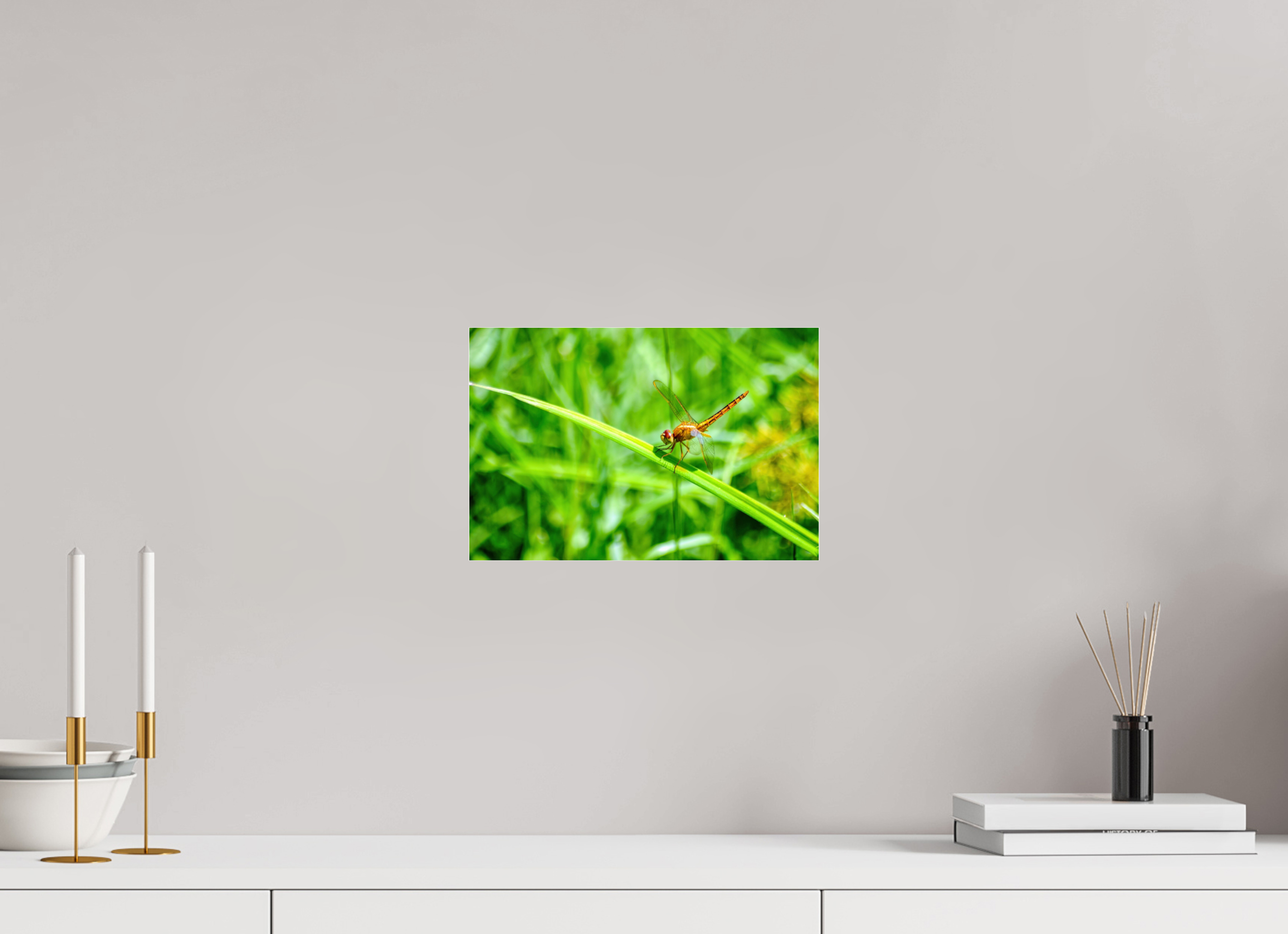12 x 8″, Metallic Photo Print Under Acrylic Glass Female Scarlet Skimmer