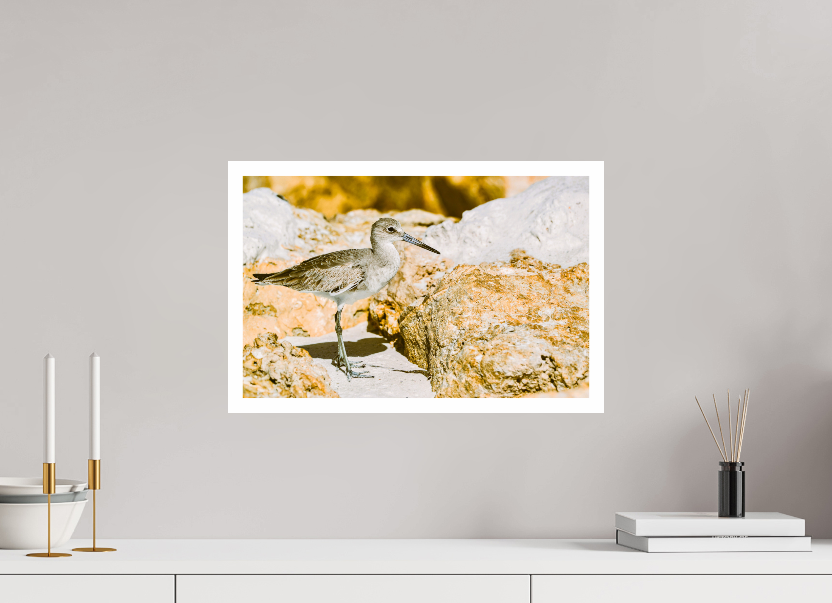 18.7 x 12″, Hahnemühle FineArt Pearl Print, .79" white border The Sunny Willet