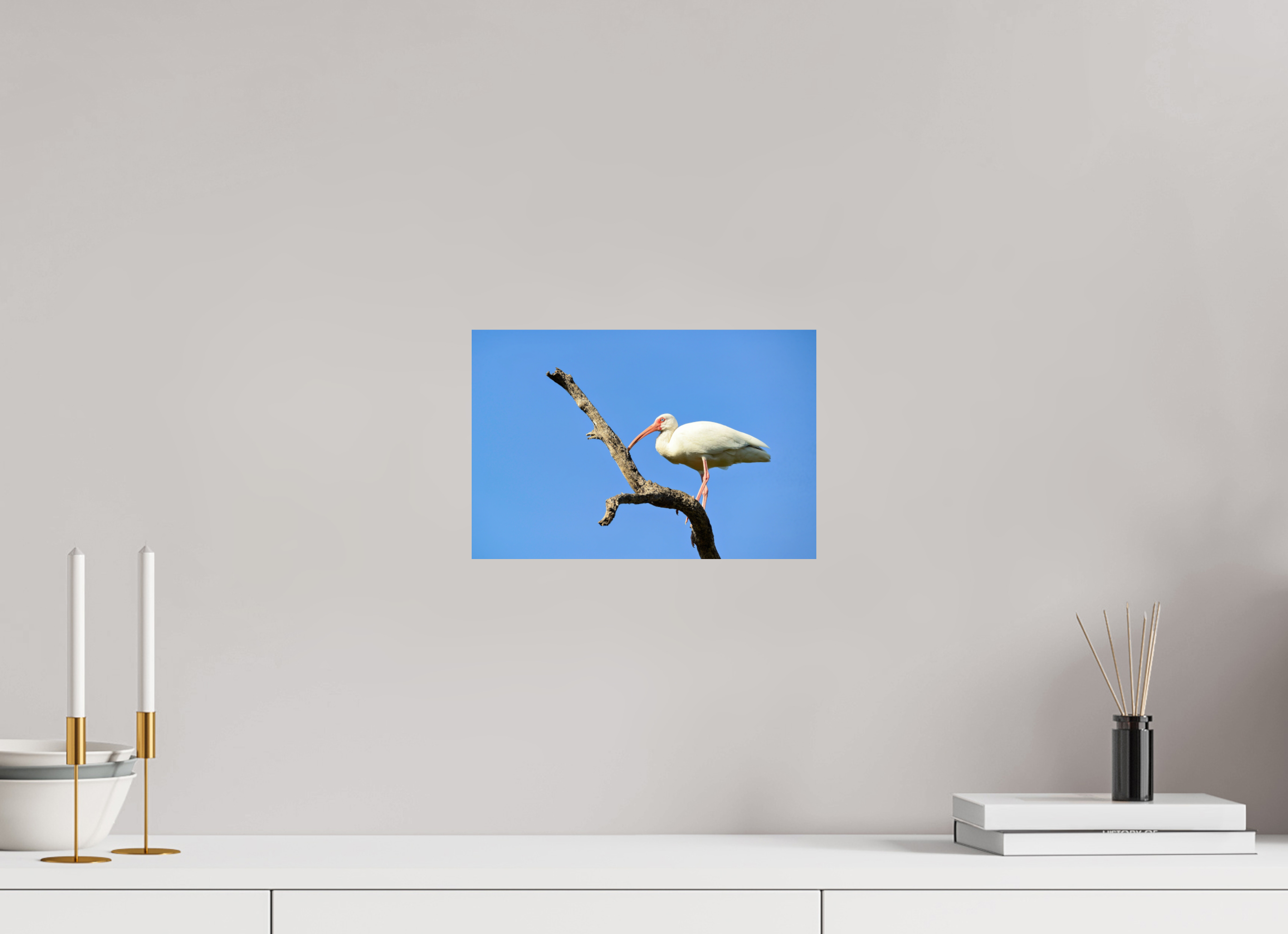 12 x 8″, Photo Print On Fuji Crystal DP II Azure Solitude: The American White Ibis