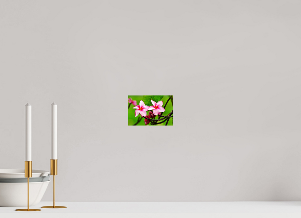 6 x 4″, Photo Print On Fuji Crystal DP II Pink Plumeria Rubra (Frangipani)