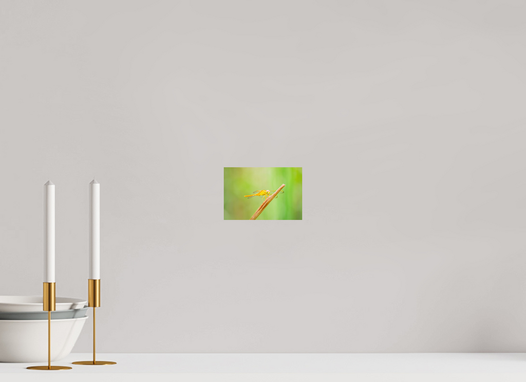 6 x 4″, Photo Print On Fuji Crystal DP II Sun-Drenched Golden Scarlet Skimmer