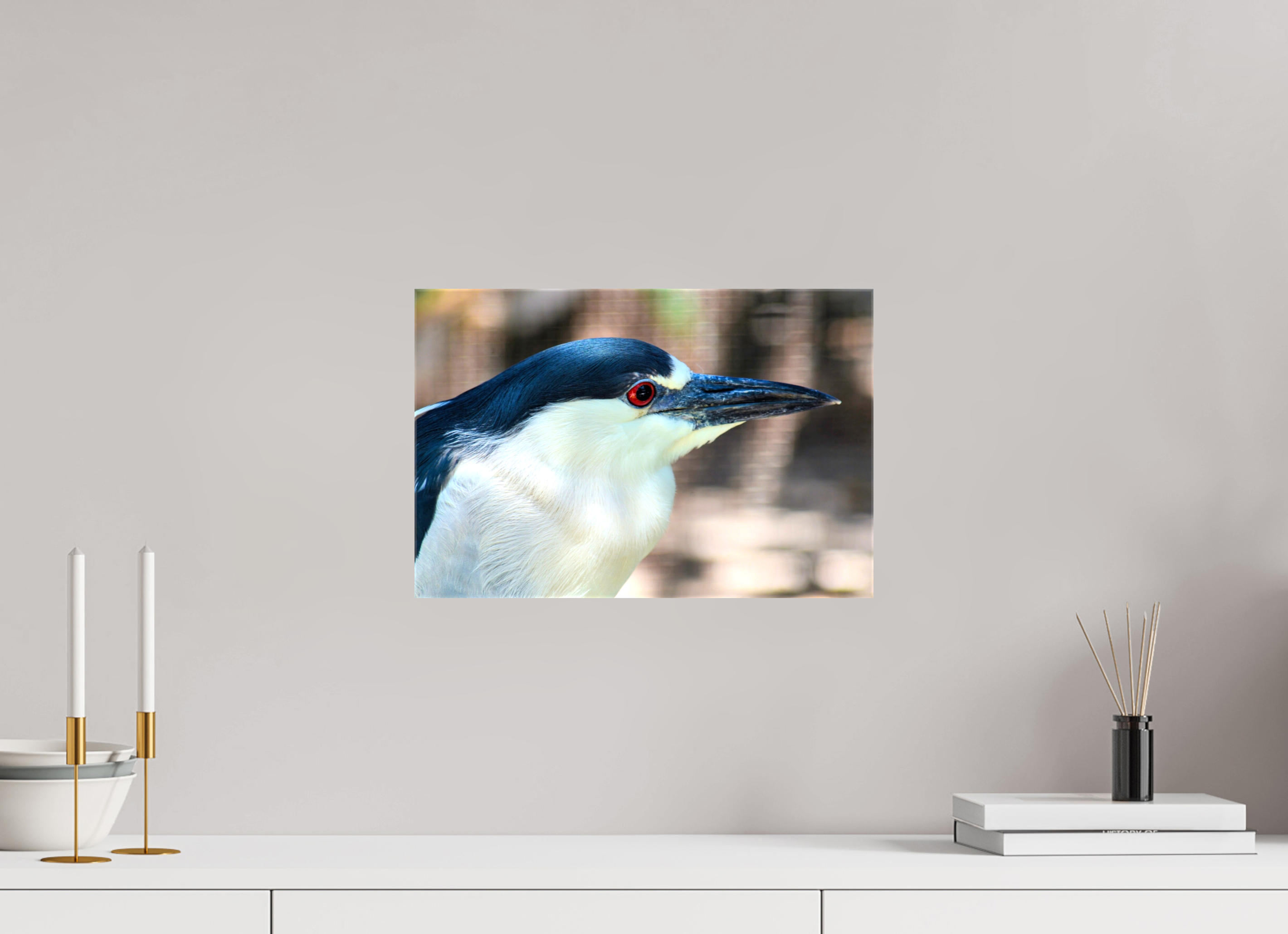 15 x 10″, Glossy Canvas on Stretcher Frame, 1,57" Wrapped Black-crowned Night Heron