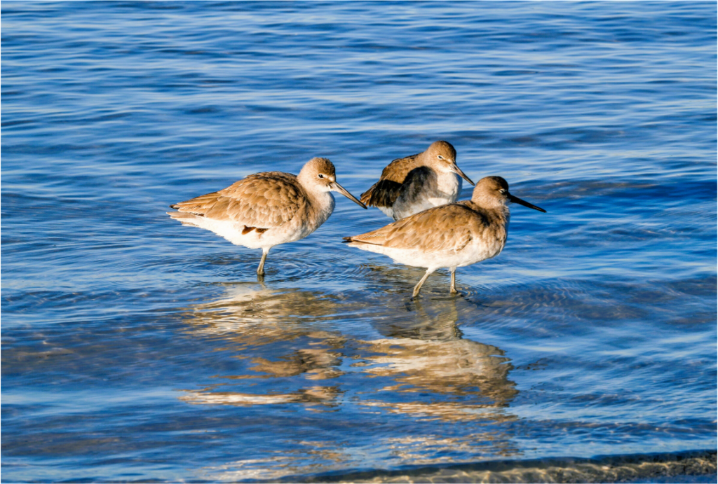 Main image The Shoreline Trio: Willets in the Surf