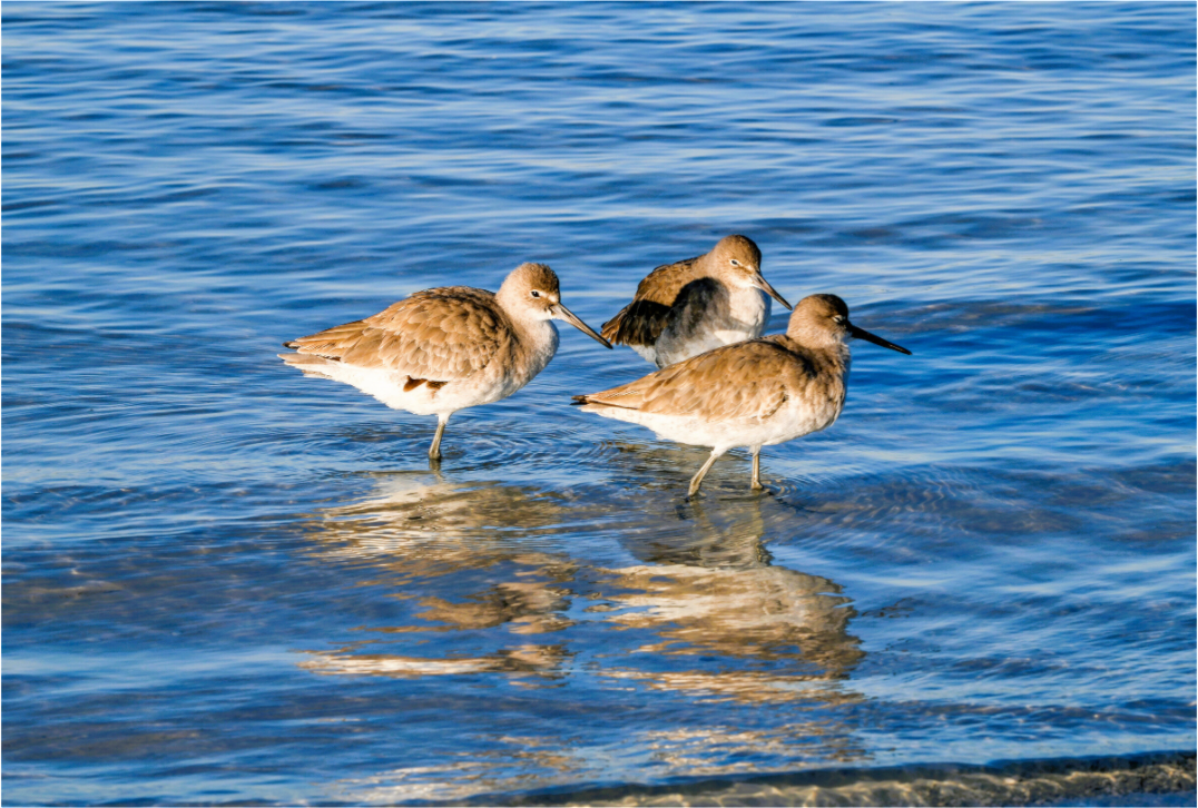Main image The Shoreline Trio: Willets in the Surf