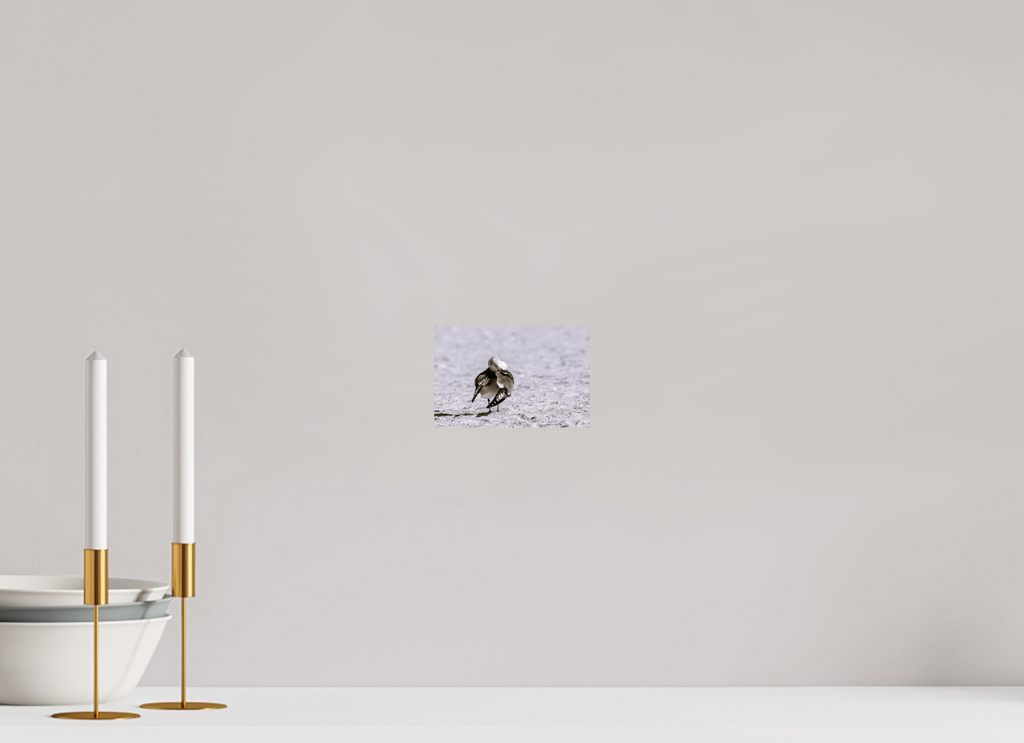 6.1 x 4″, Photo Print On Fuji Crystal DP II A Monochrome Gull Preening