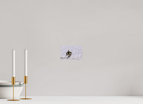 6.1 x 4″, Photo Print On Fuji Crystal DP II A Monochrome Gull Preening