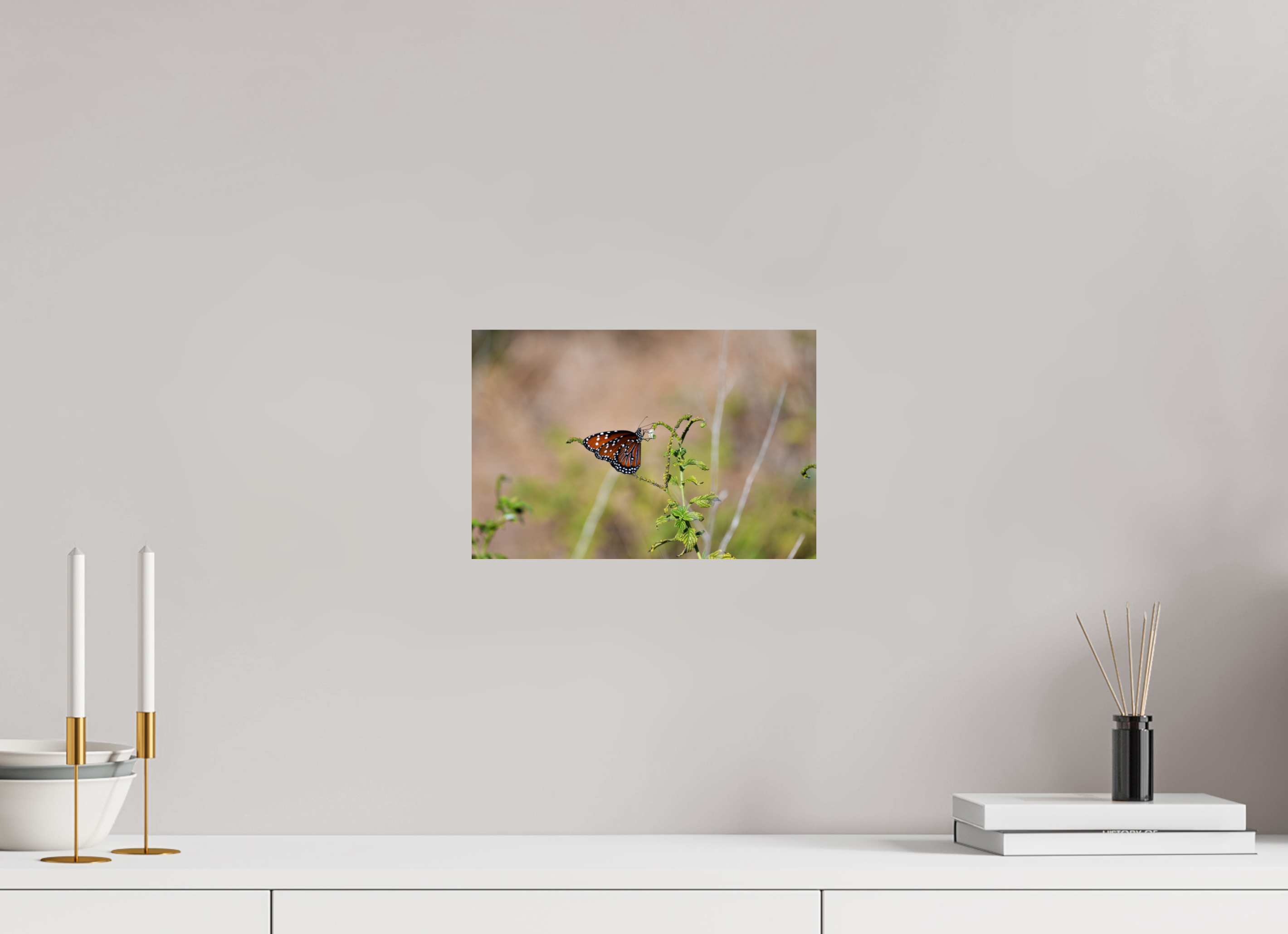 12 x 8″, Photo Print On Fuji Crystal DP II Queen Butterfly