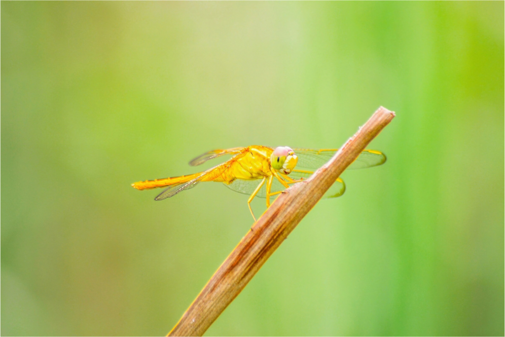 Main image Sun-Drenched Golden Scarlet Skimmer