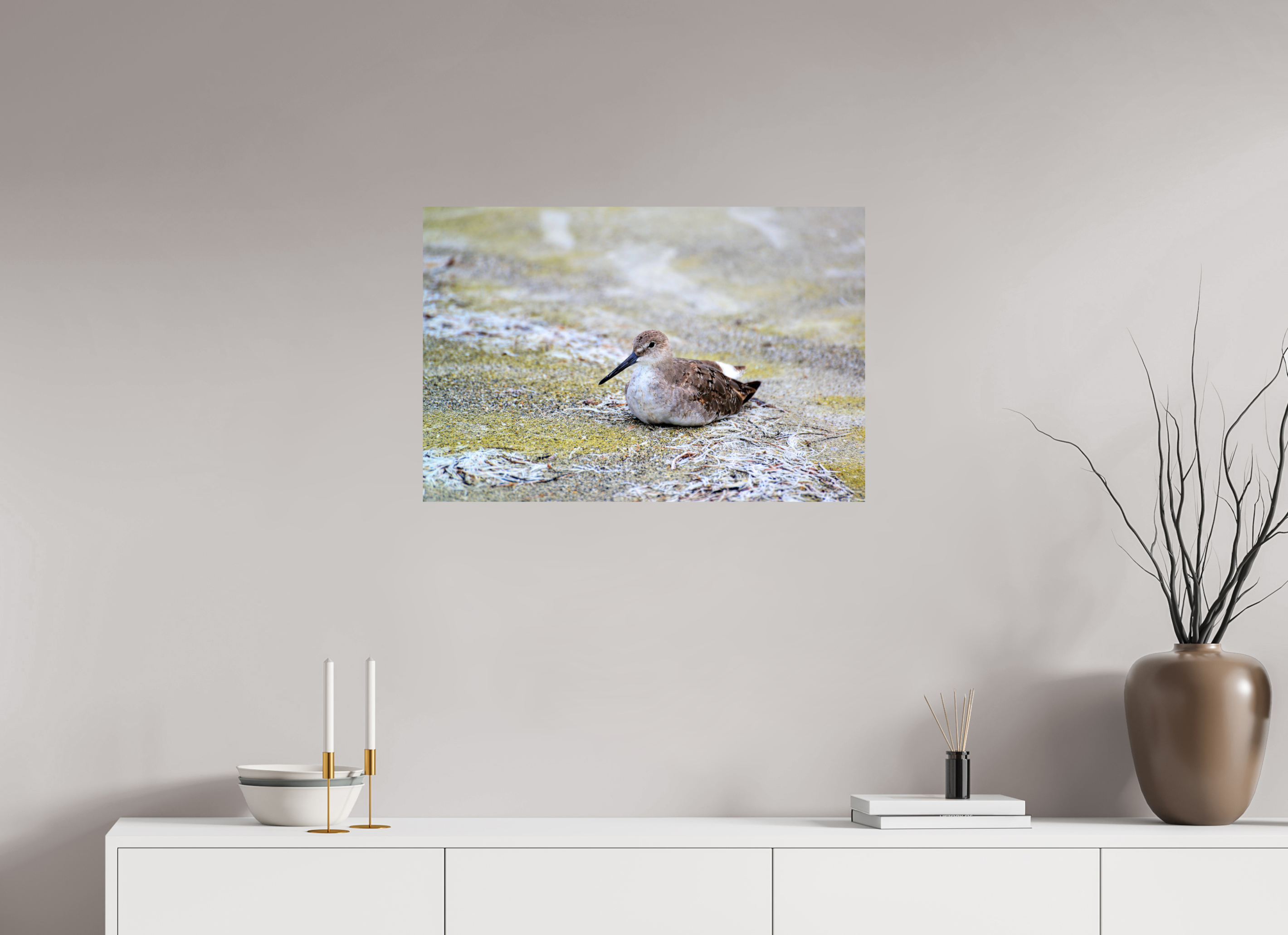 30 x 20″, Photo Print On Fuji Crystal DP II The Resting Willet