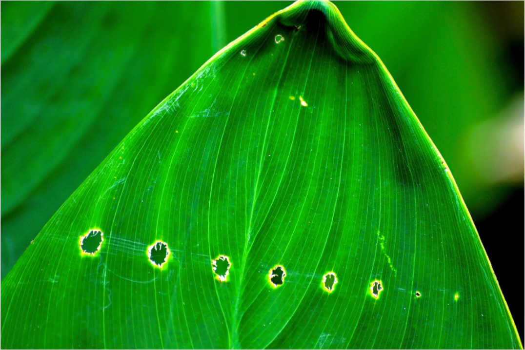 Main image Linear Progression in Green