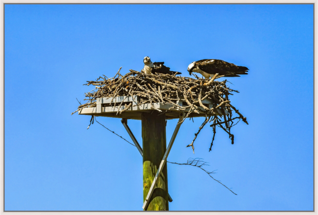 Main image Osprey Outlook
