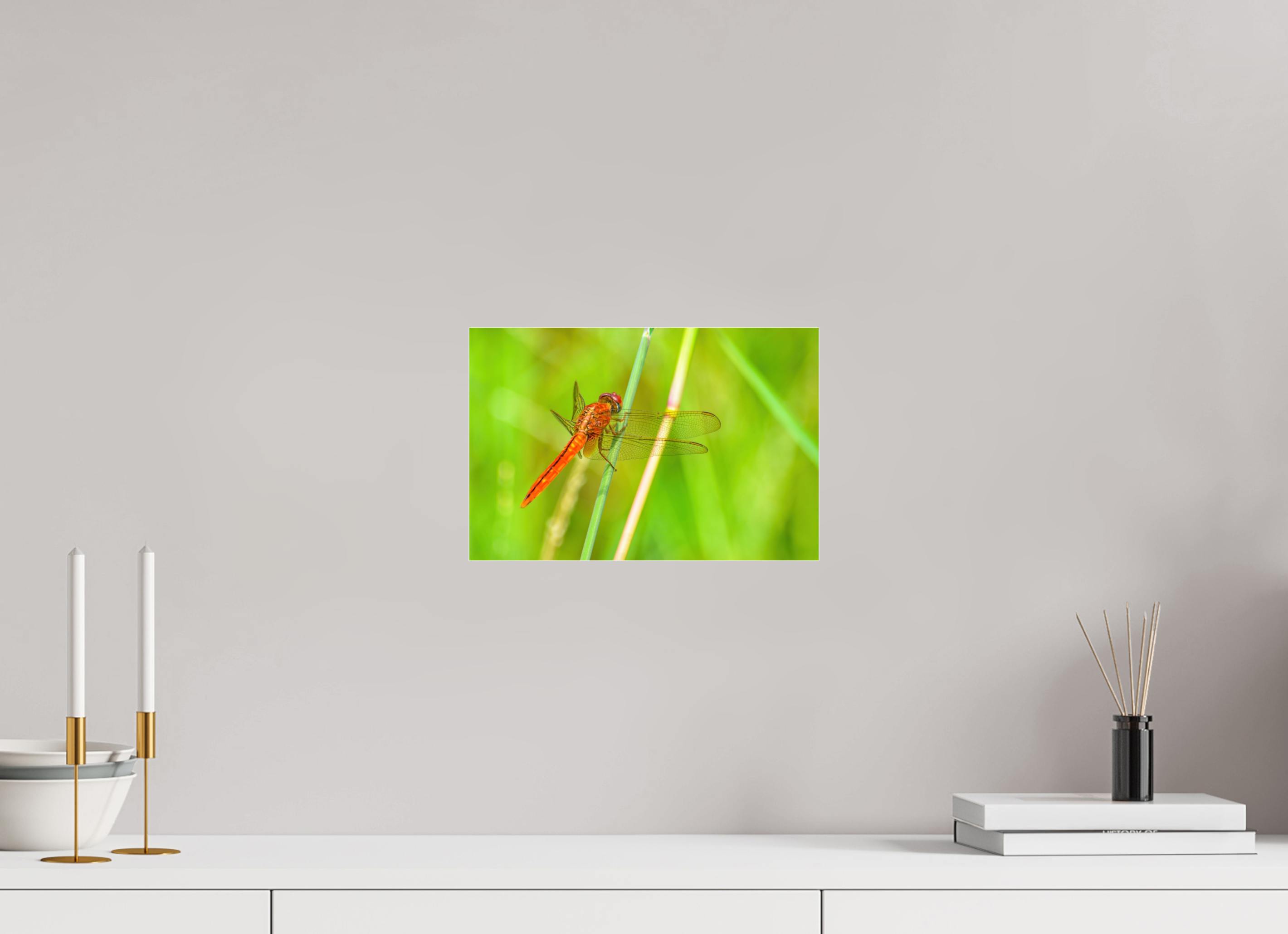 12 x 8″, Photo Print Fuji Crystal Archive Under Acrylic Glass Resting Scarlet Skimmer