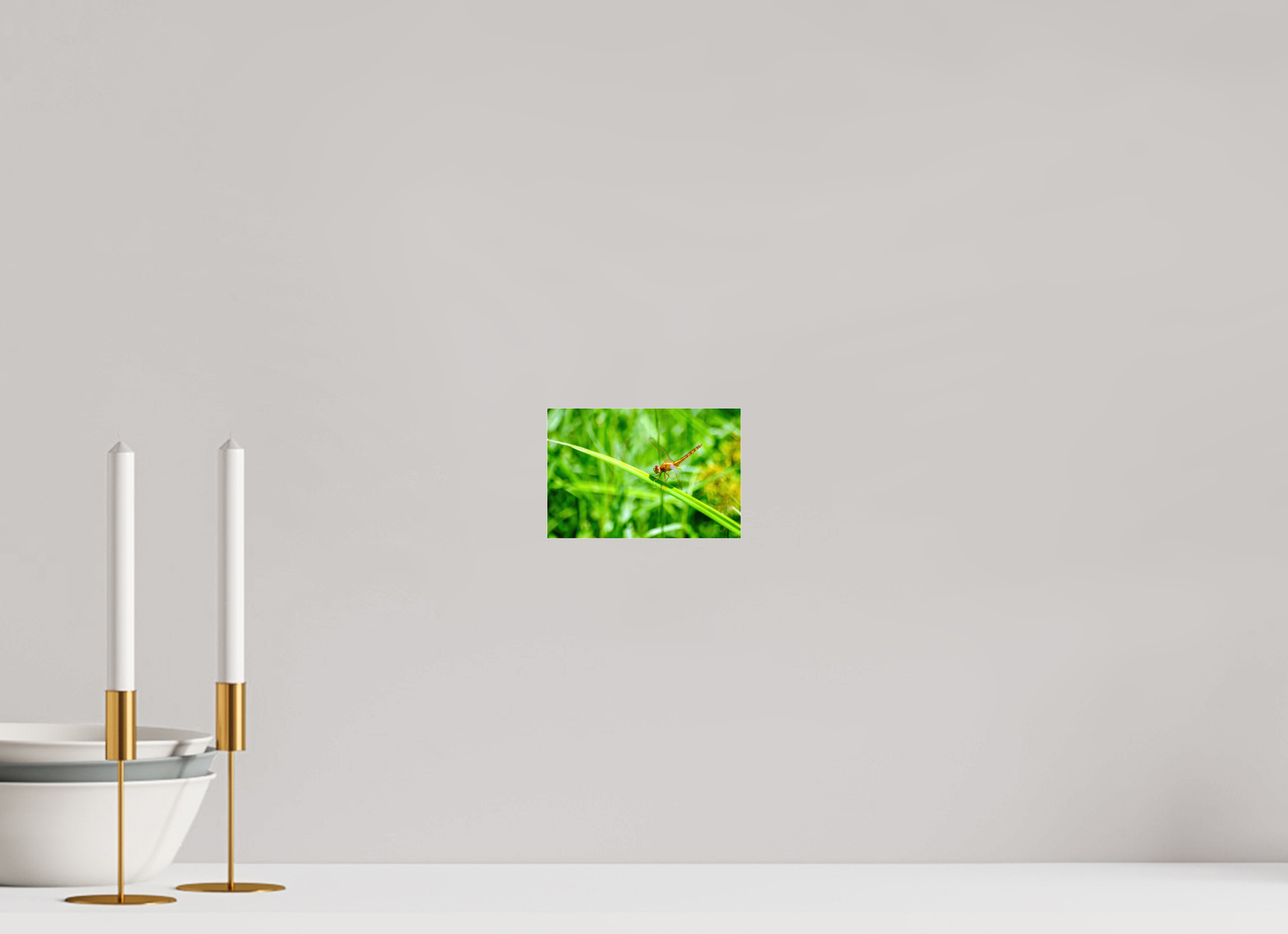 6 x 4″, Metallic Photo Print Under Acrylic Glass Female Scarlet Skimmer