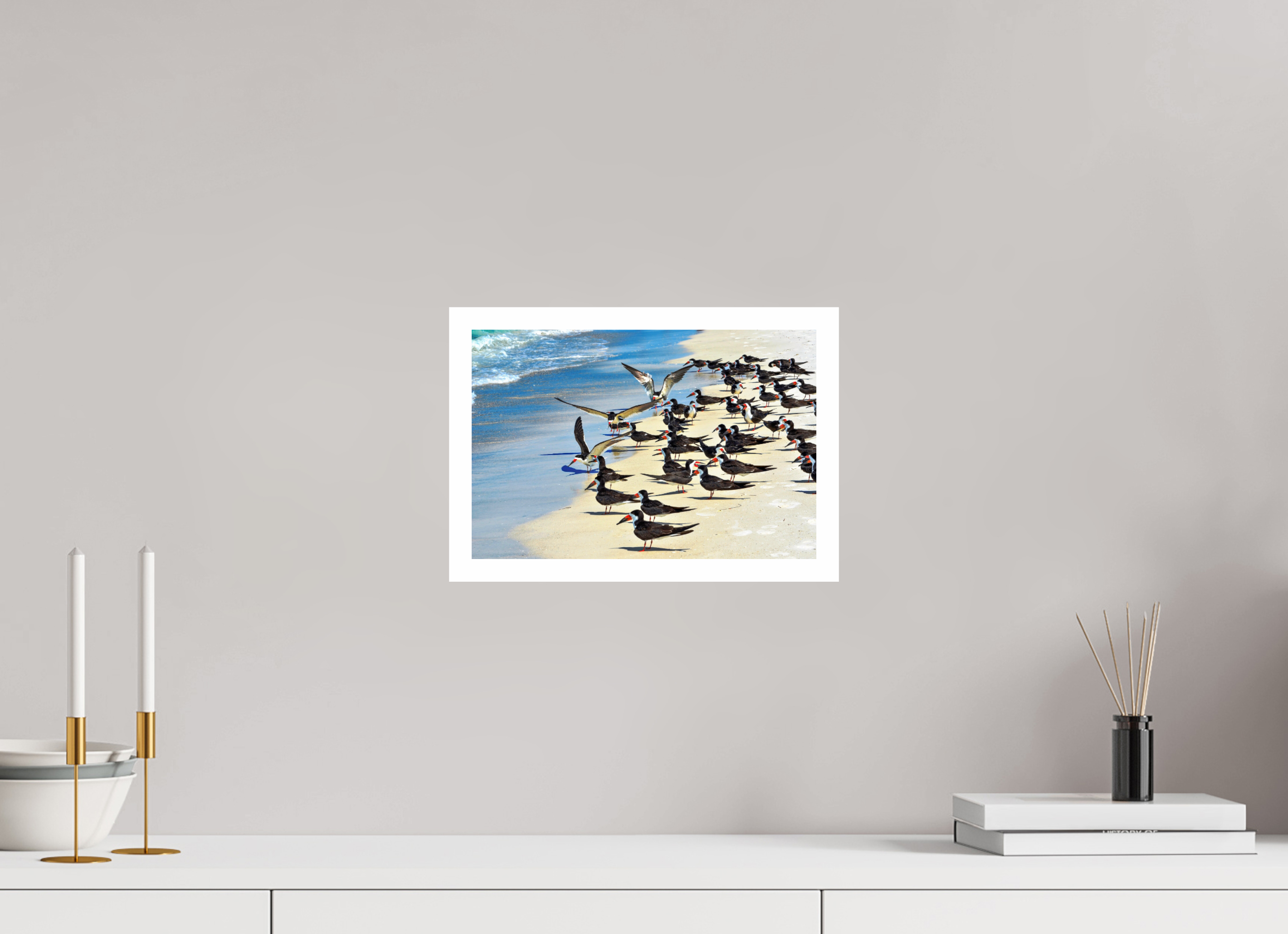 12 x 8″, Hahnemühle FineArt Pearl Print, .79" white border Shoreline Social: Black Skimmer Colony
