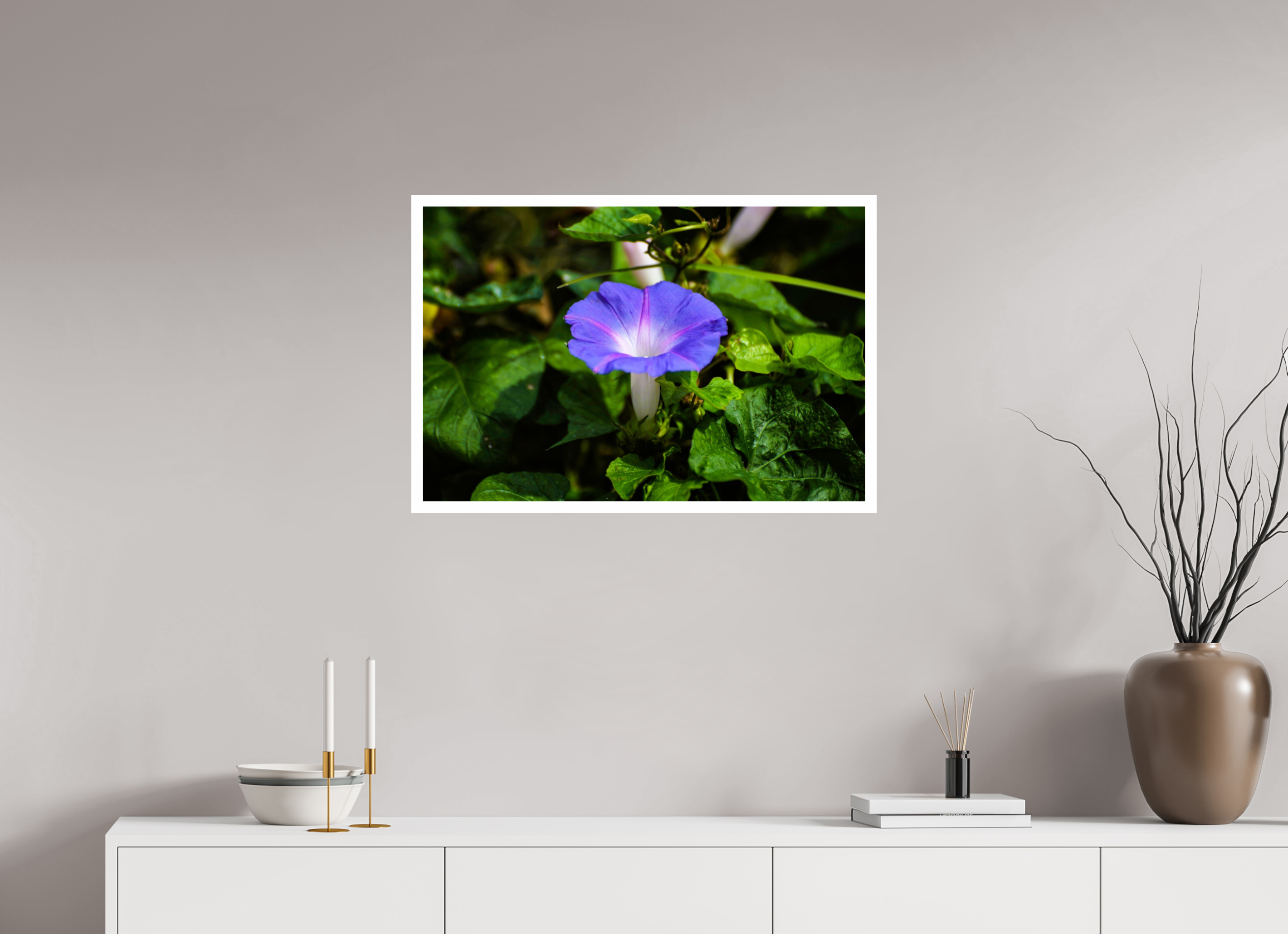 30 x 20″, Hahnemühle FineArt Pearl Print, .79" white border Heavenly Blue Morning Glory
