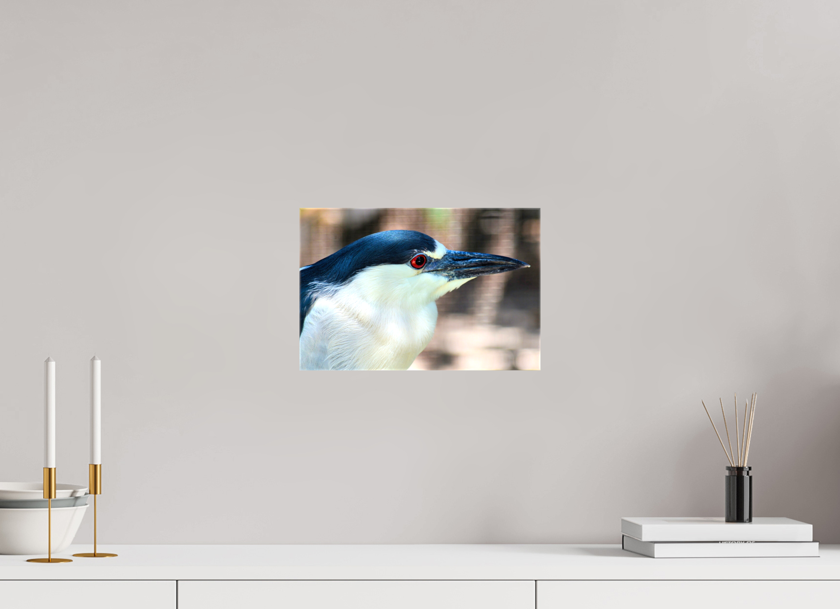12 x 8″, Glossy Canvas on Stretcher Frame, 1,57" Wrapped Black-crowned Night Heron