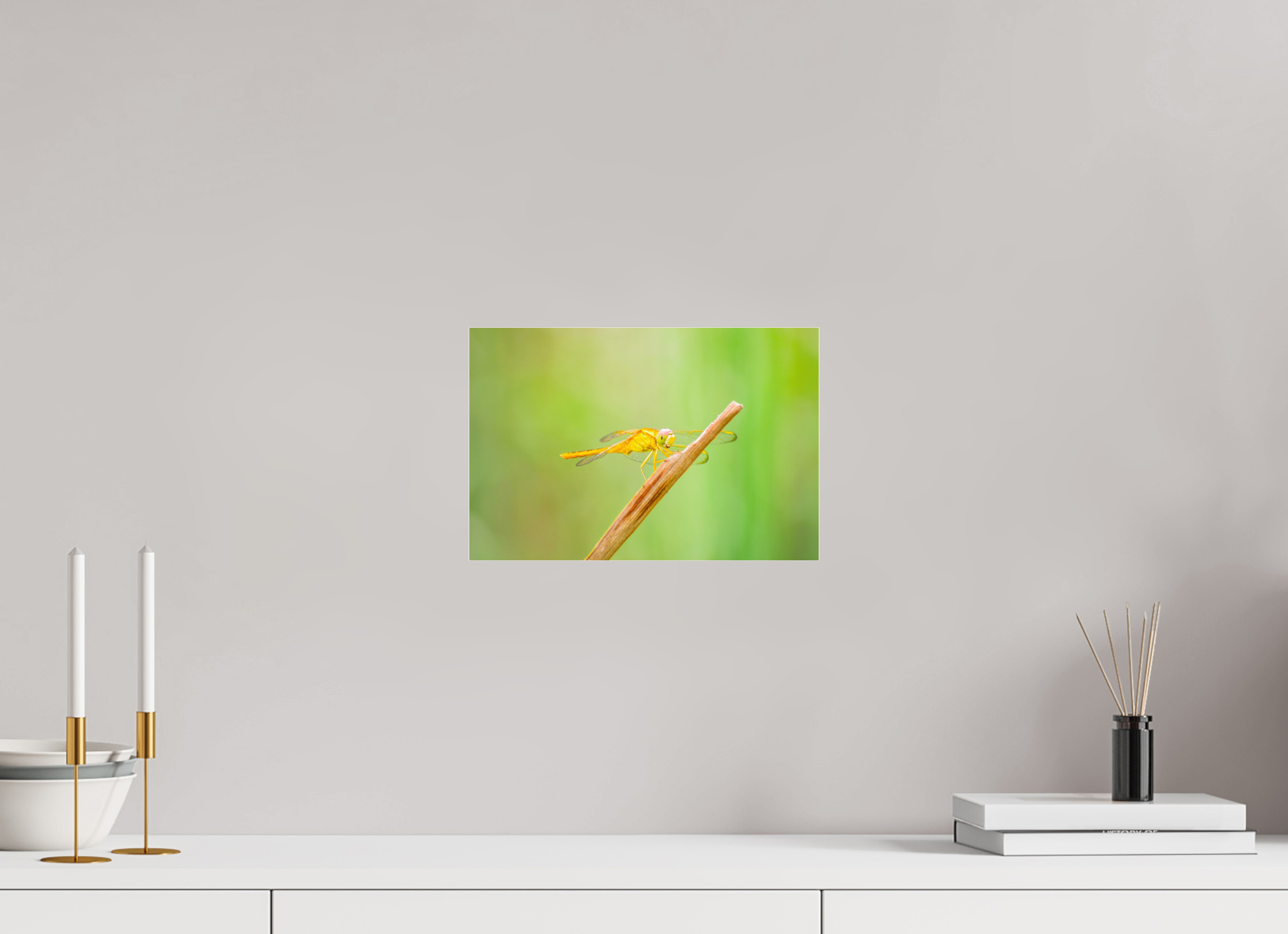 12 x 8″, Photo Print Fuji Crystal Archive Under Acrylic Glass Sun-Drenched Golden Scarlet Skimmer