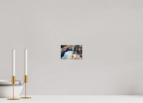 6 x 4″, Photo Print On Fuji Crystal DP II Black-crowned Night Heron