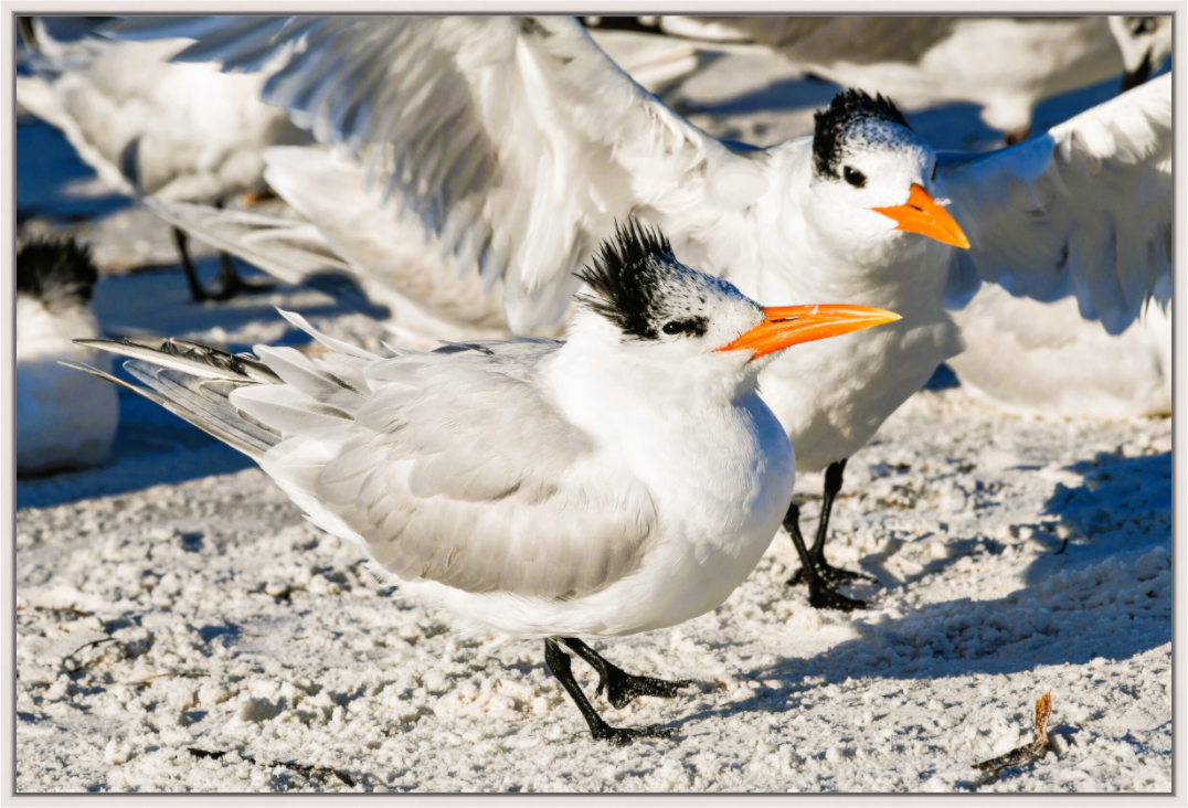 Main image Coastal Royalty