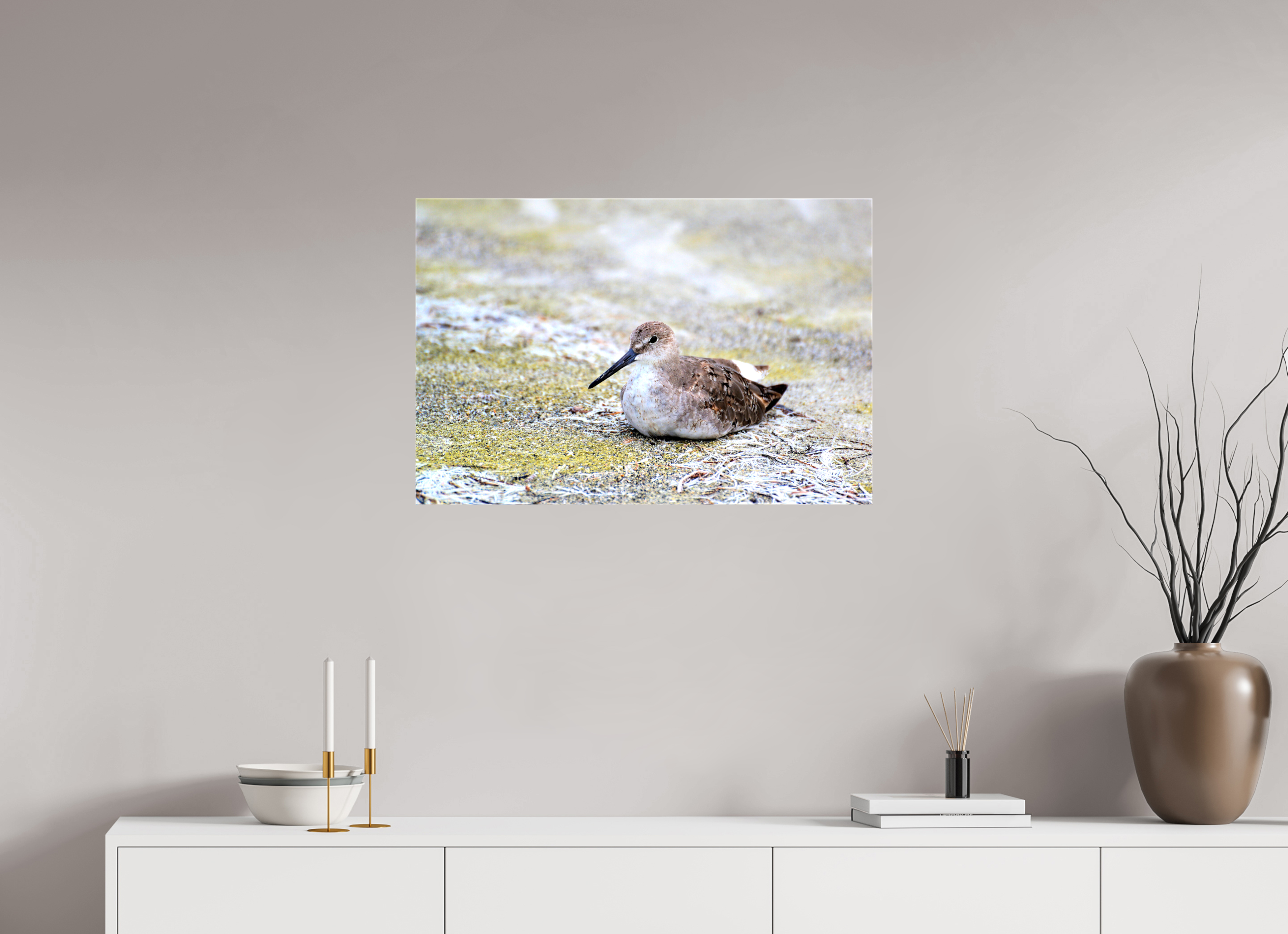 30 x 20″, Glossy Canvas on Stretcher Frame, 1,57" Wrapped The Resting Willet
